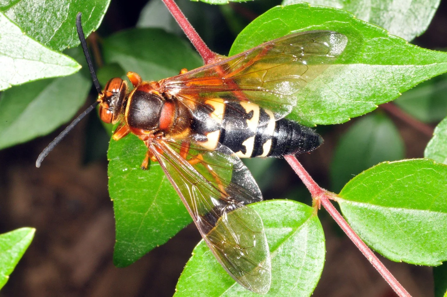 Have you been noticing these wasps around the park? Don&rsquo;t worry &ndash; they&rsquo;re just Cicada Killers!

Despite their large size, intimidating name, and strong resemblance to the fearsome yellow jacket, this gentle giant is not dangerous. T