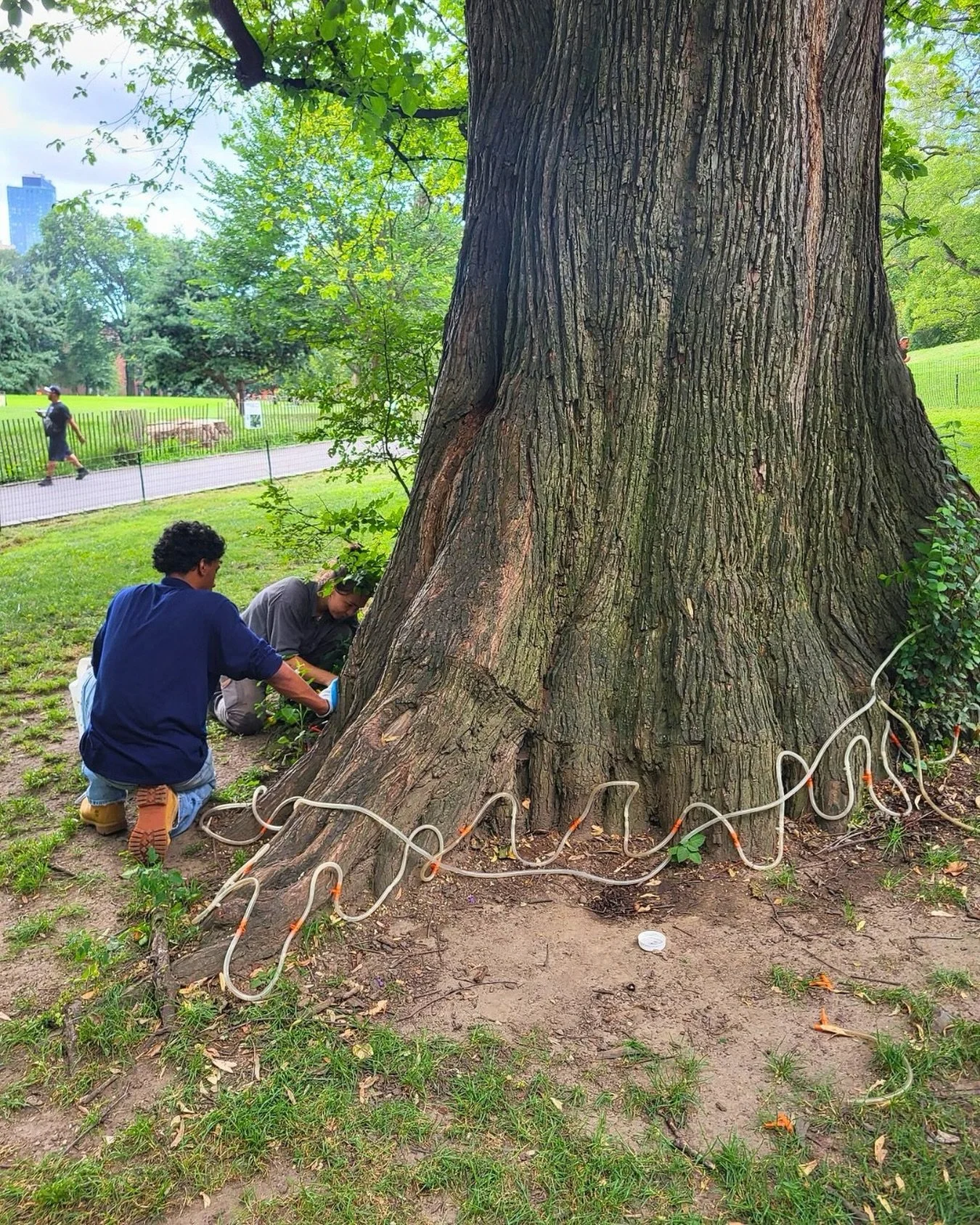 This week, a team from @arborpolitan treated four of the park's oldest elm trees with a fungicide to protect them from Dutch Elm Disease (DED), following the loss of a tree on the Central Lawn that showed signs of the disease. The treated trees are s