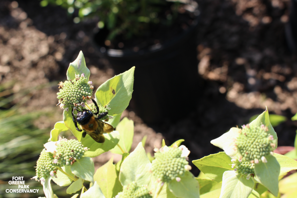 Summer Green Team: Bzz bzz bzz…bees!