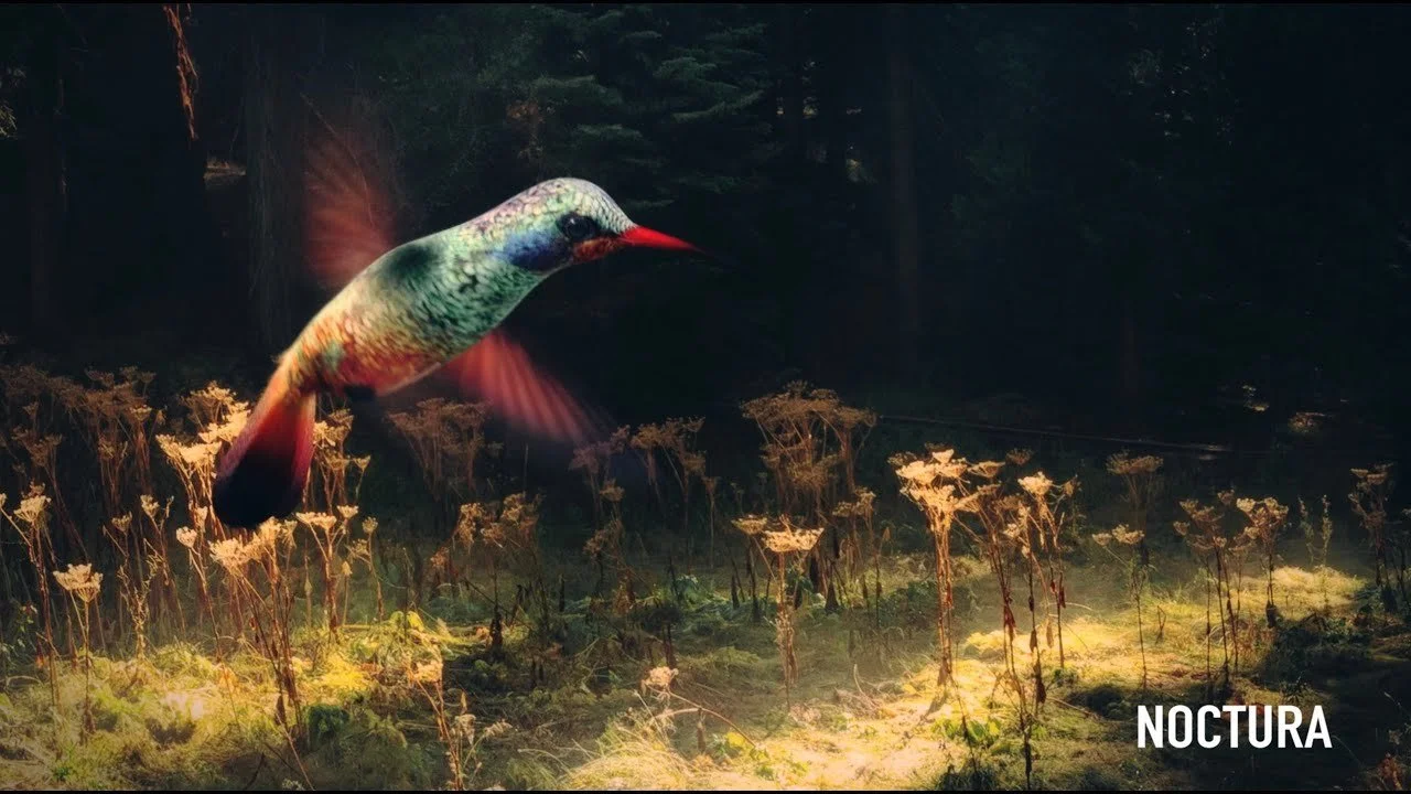 Noctura