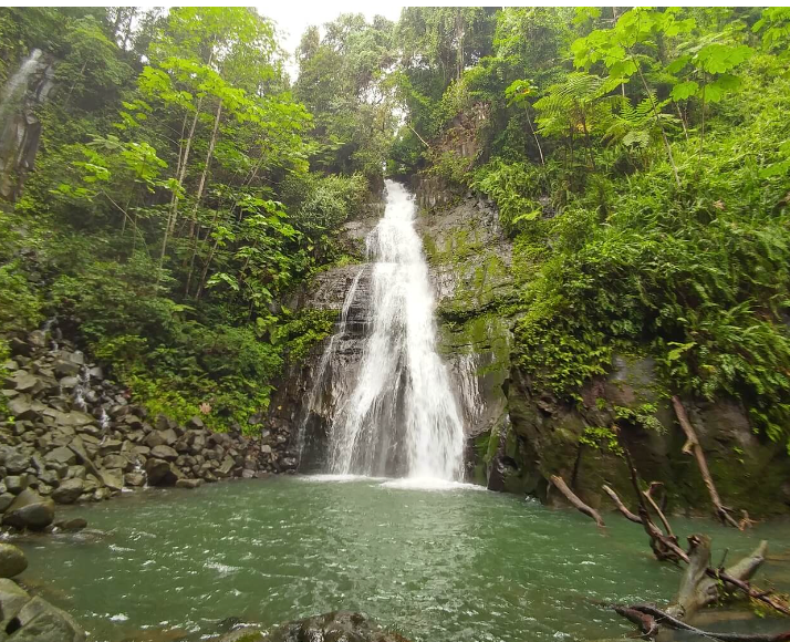 A waterfall cascading into a green pool surrounded by lush trees and rocks in a forest.