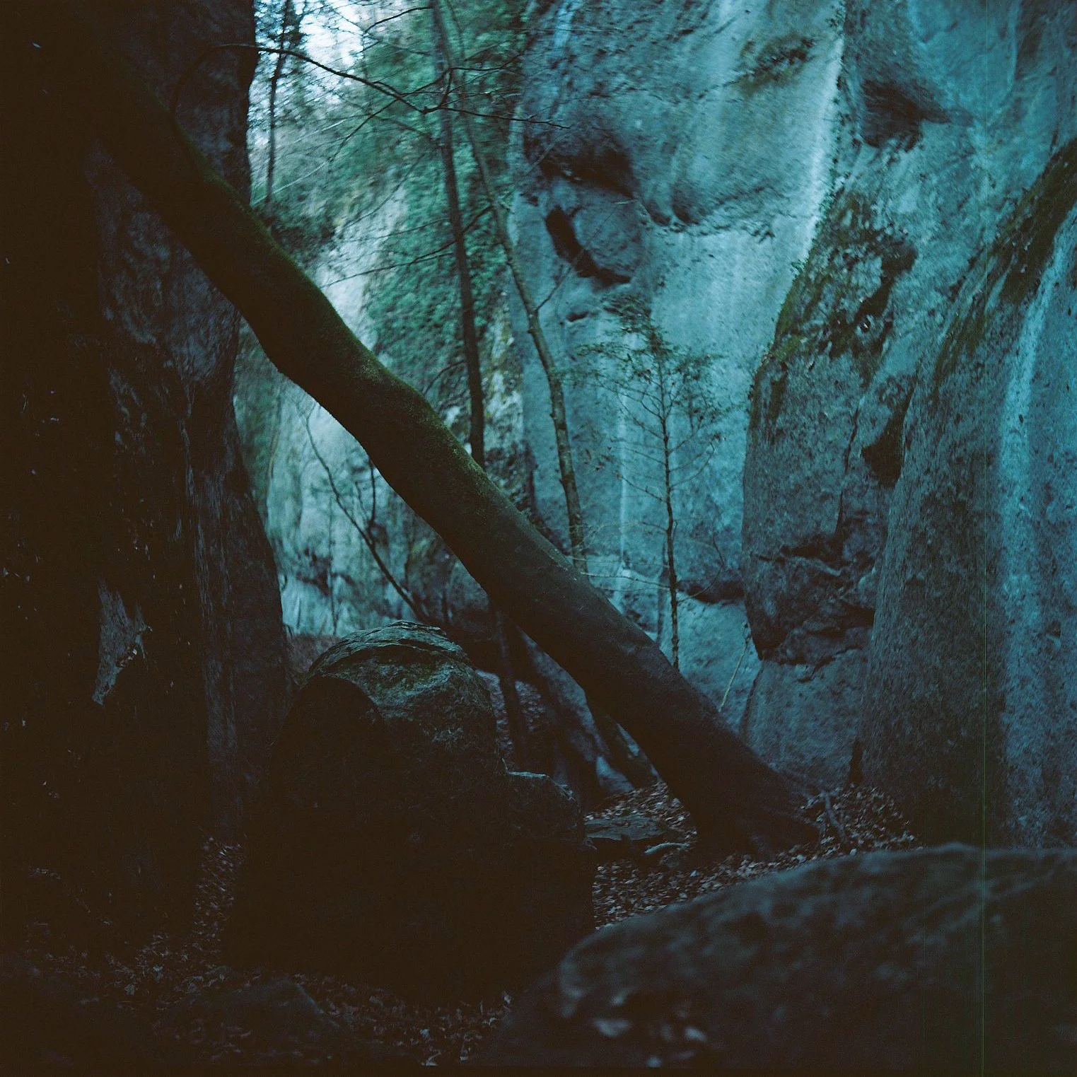 A dense forest with large rock formations and fallen tree trunks, possibly near a river or stream.
