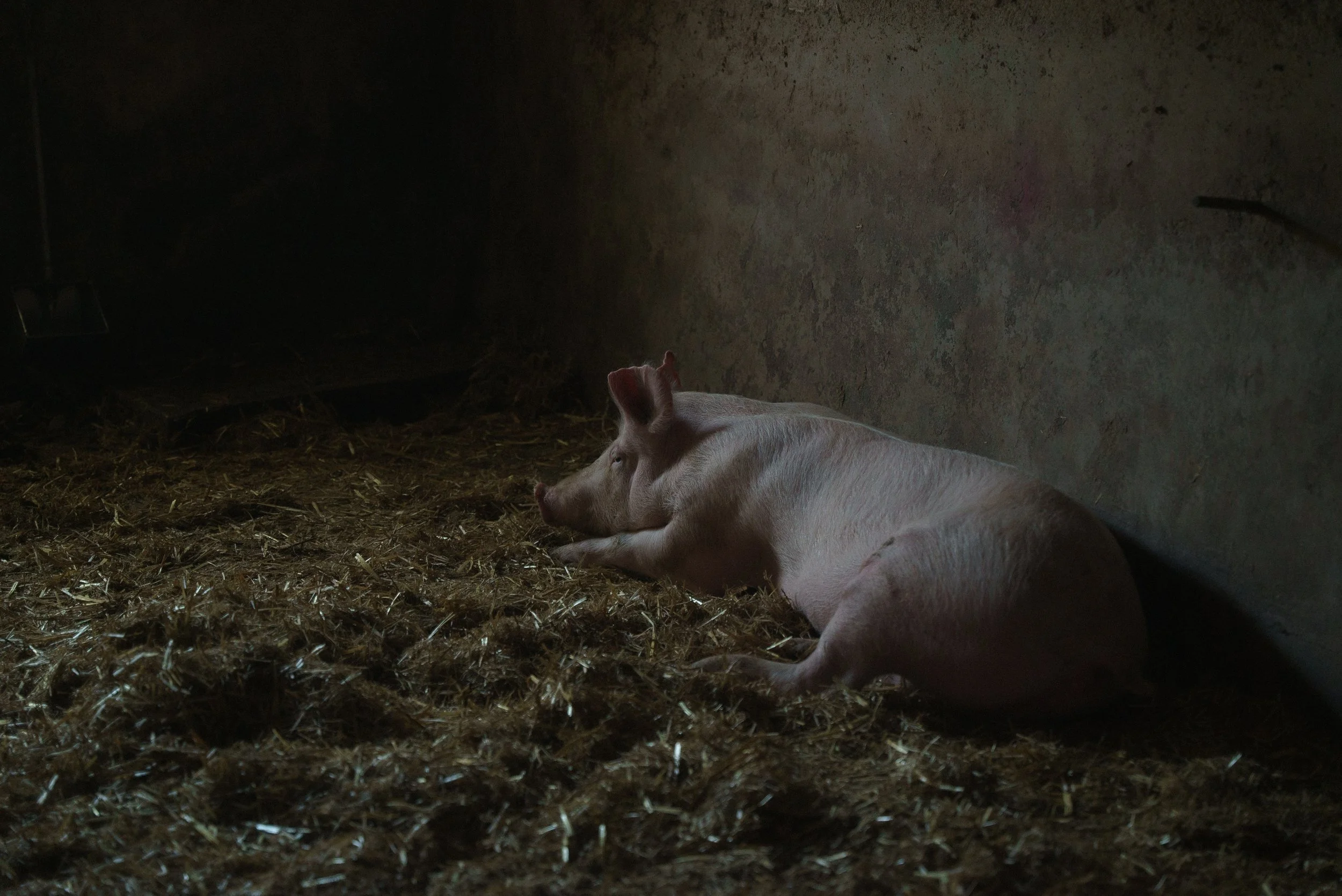 A pig lying on straw inside a barn or enclosure with a concrete wall in the background.