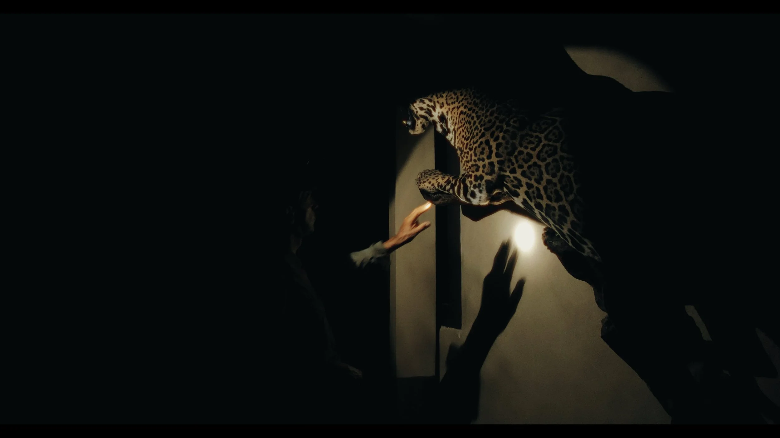 A person reaching out to touch a leopard in a dimly lit room.