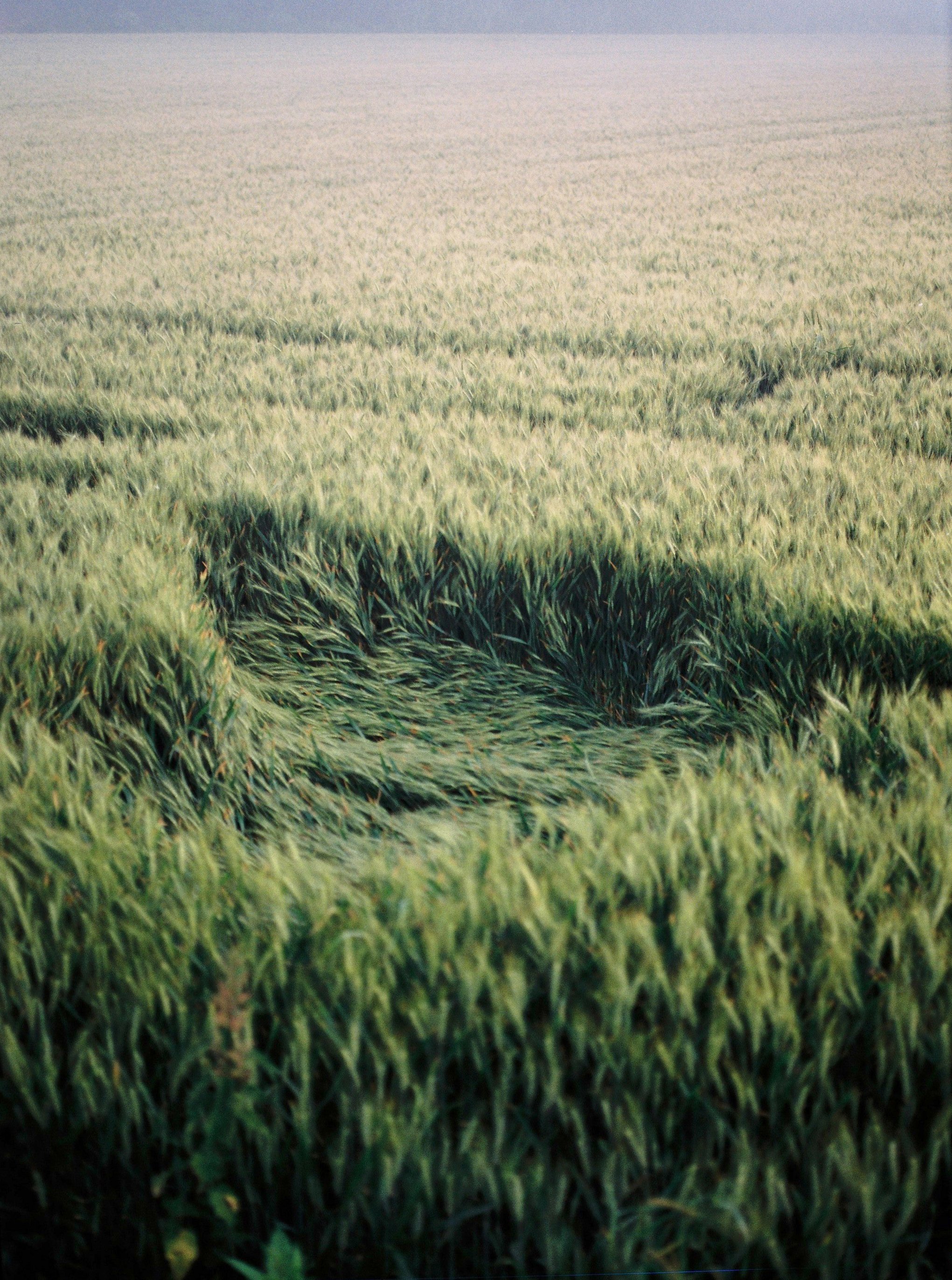 A green field of tall grass or crops stretching into the distance, under a pale sky.