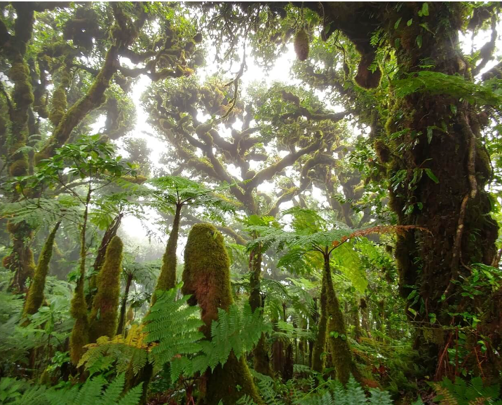 Dense rainforest with moss-covered trees and lush green tropical plants.
