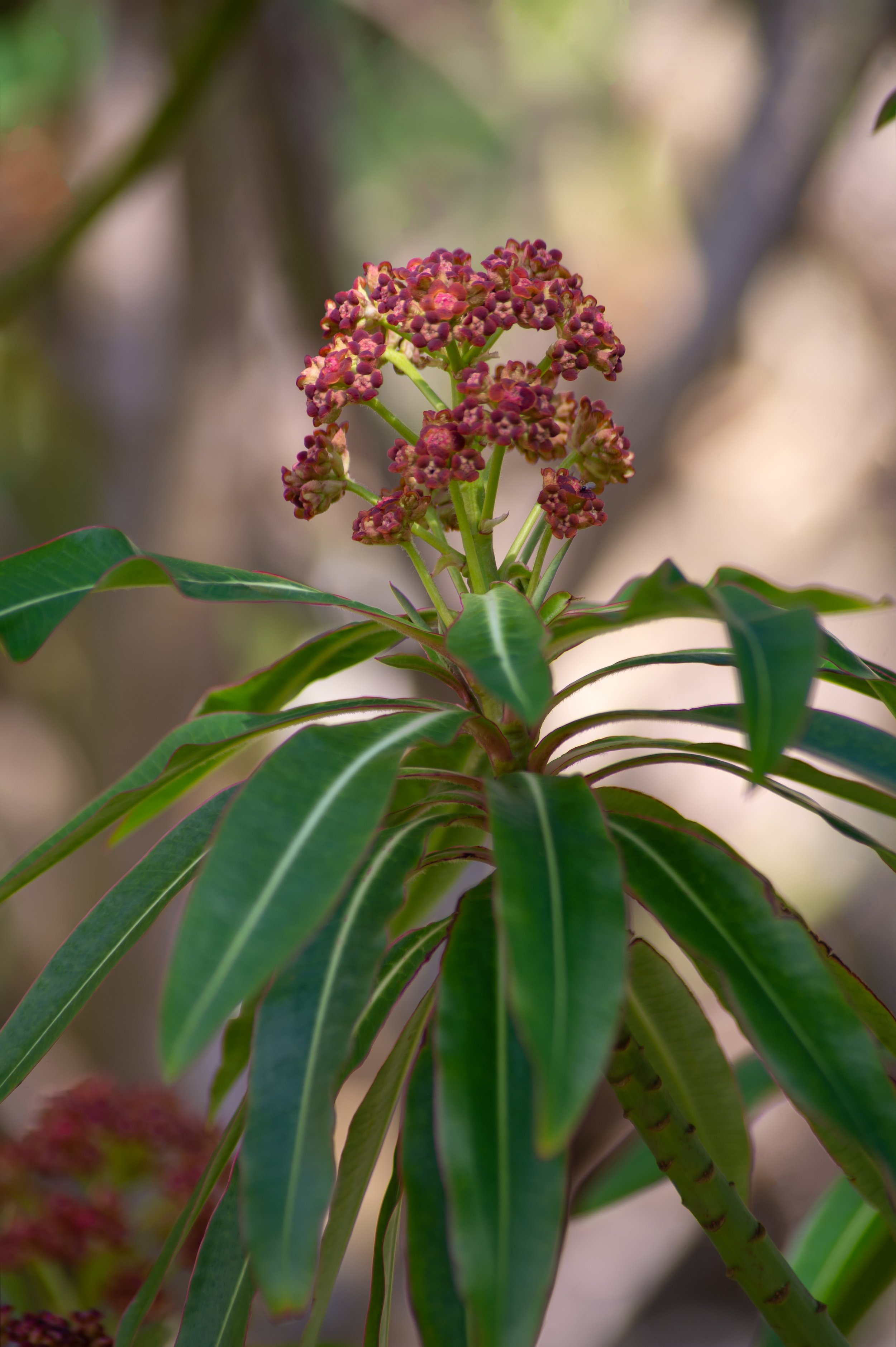 2Flower.jpg
