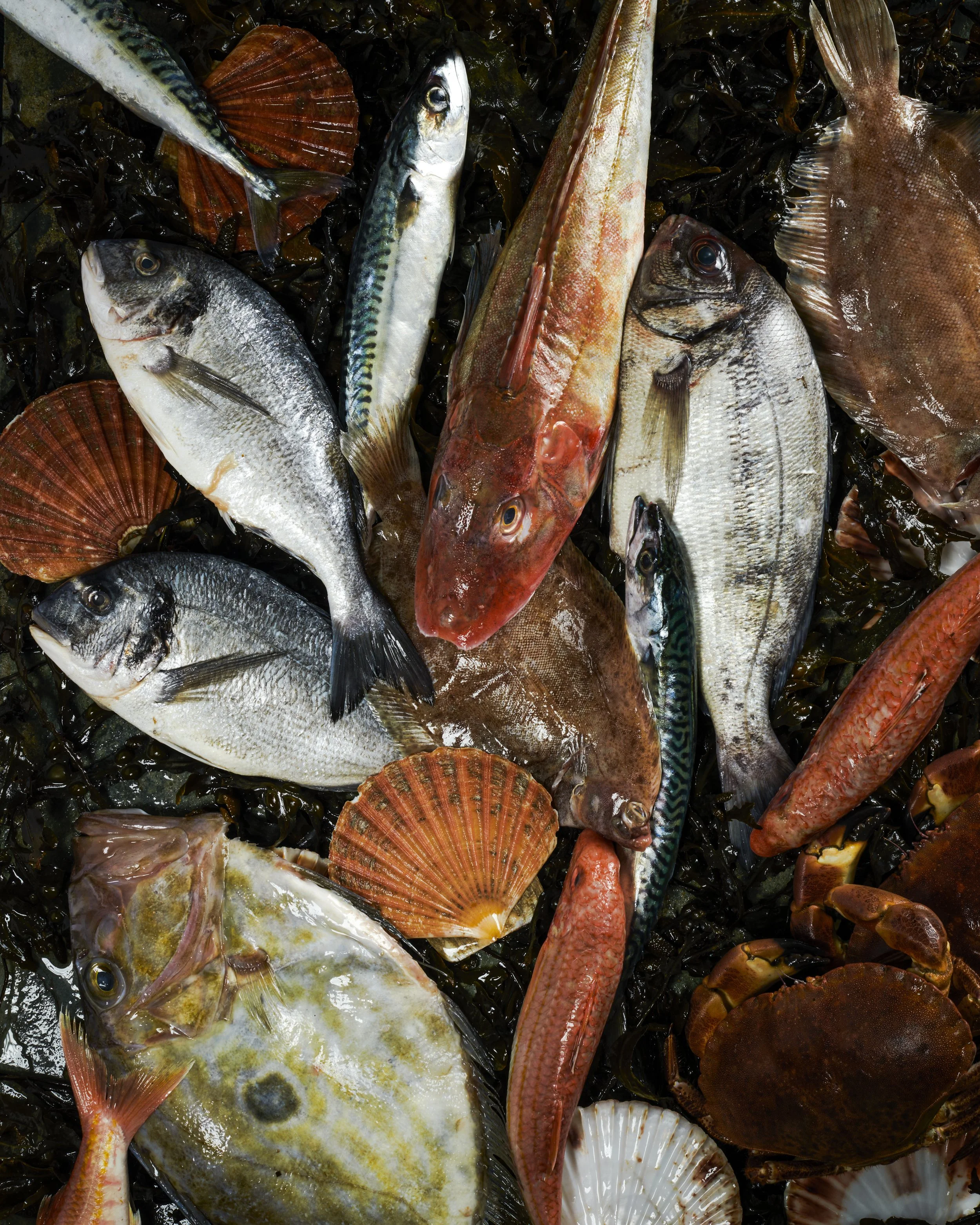Dark and moody sea food photography created by commercial photographer at Emily Mills Photographic Studio. A curated pile of assorted fresh local fish in Plymouth. Gernard, John Dory, sea bream, Lemon sole, Devon Crabs and shells  https://www.emilymi