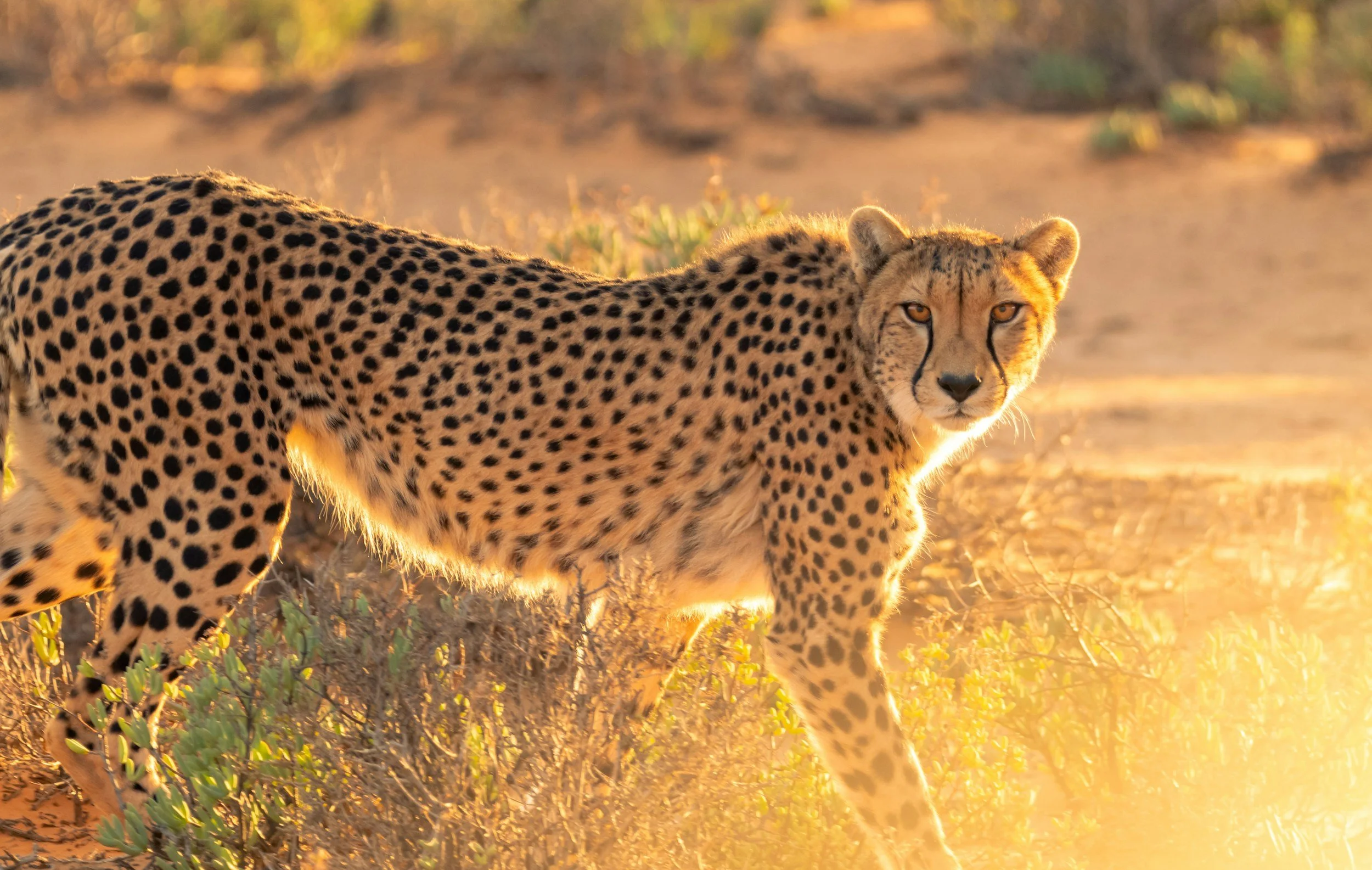 Cheetah in Africa 