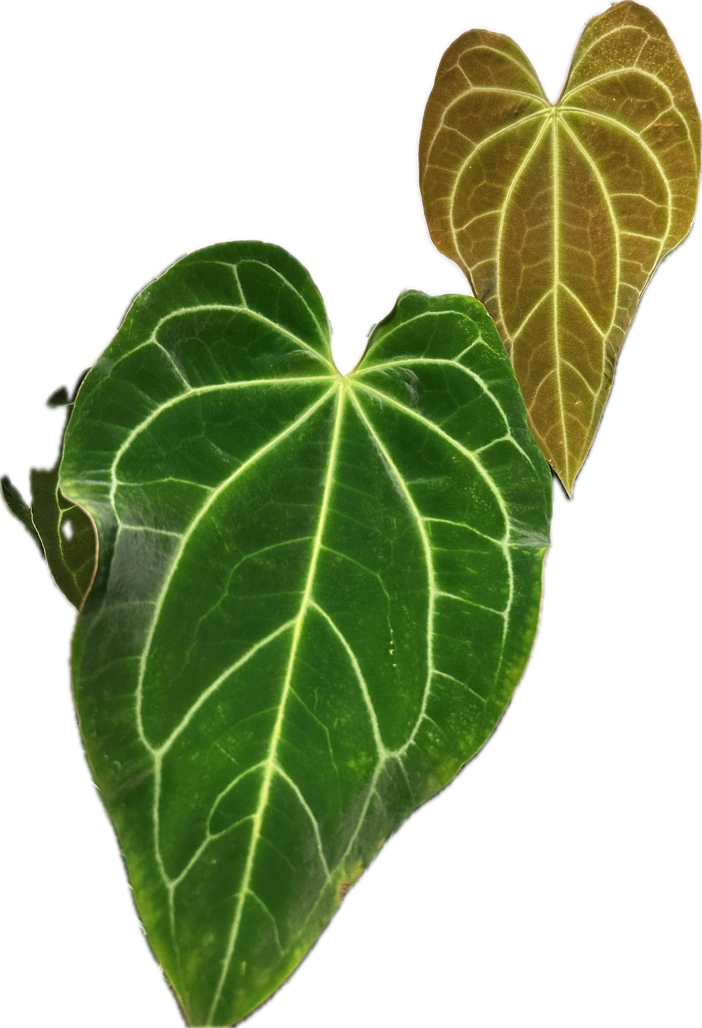 IMG_3147.png