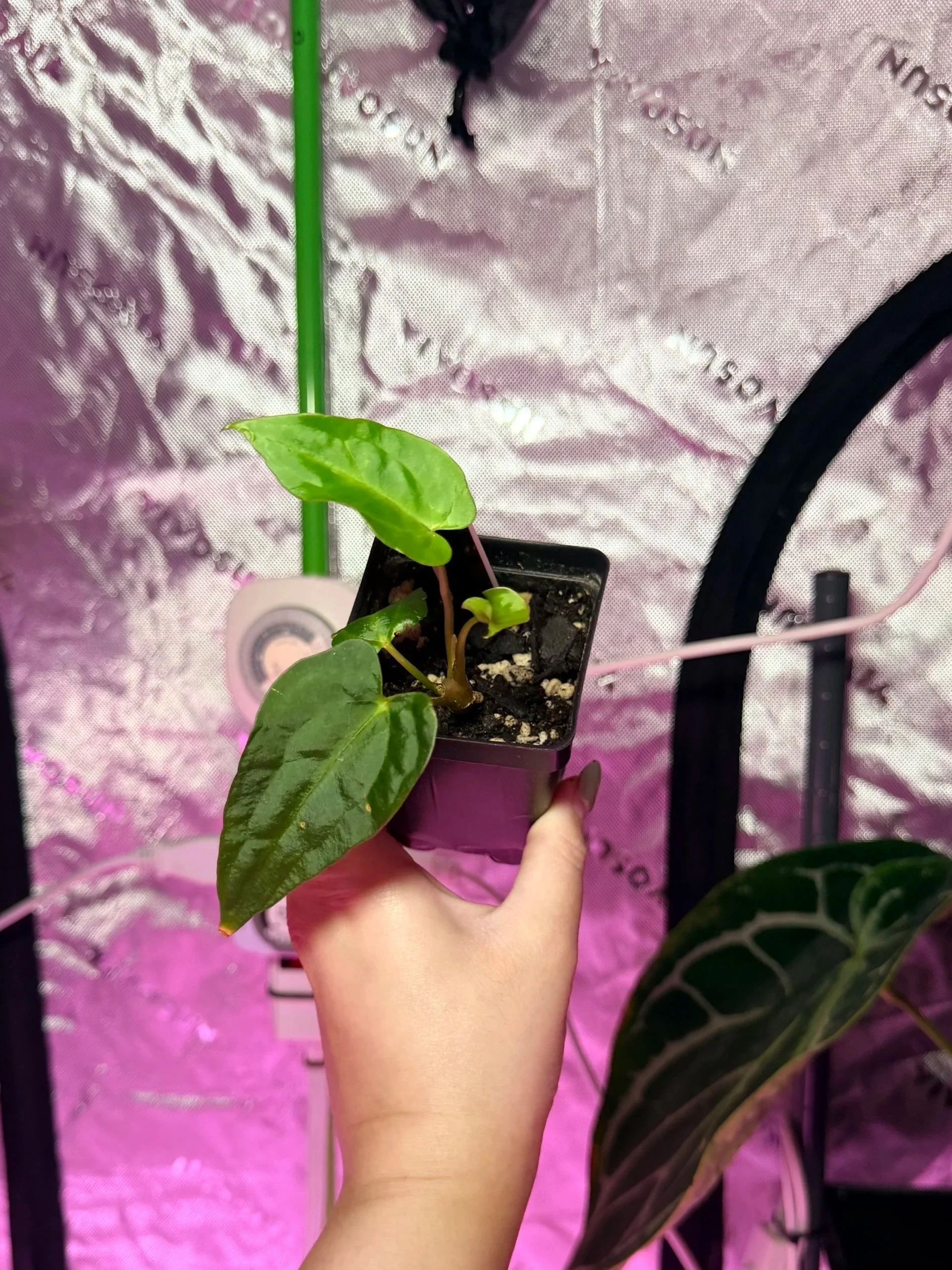 Anthurium (Carlablackiae x (Papillilaminum Ralph Lynam)) S1