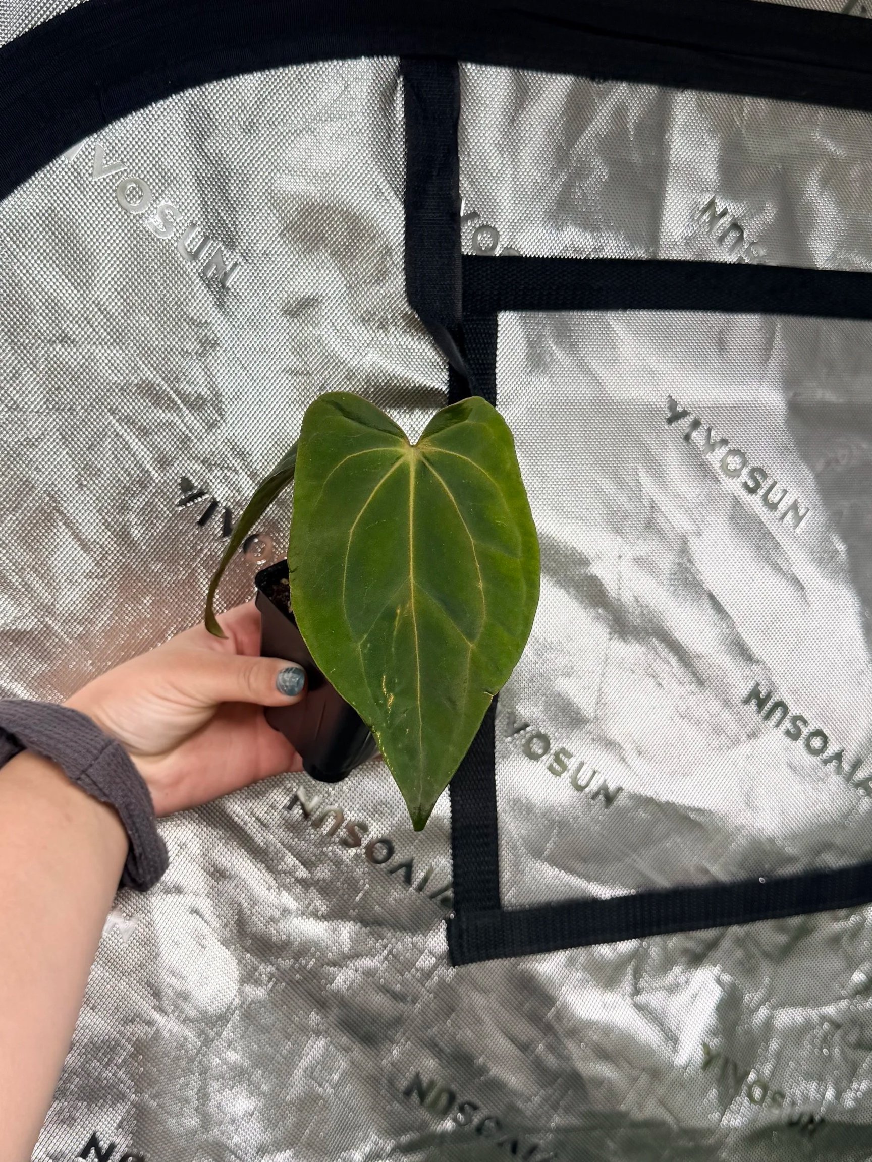 Anthurium (Papillilaminum A+ x RLxFS) x (Carlablackiae OG1 x OG2)