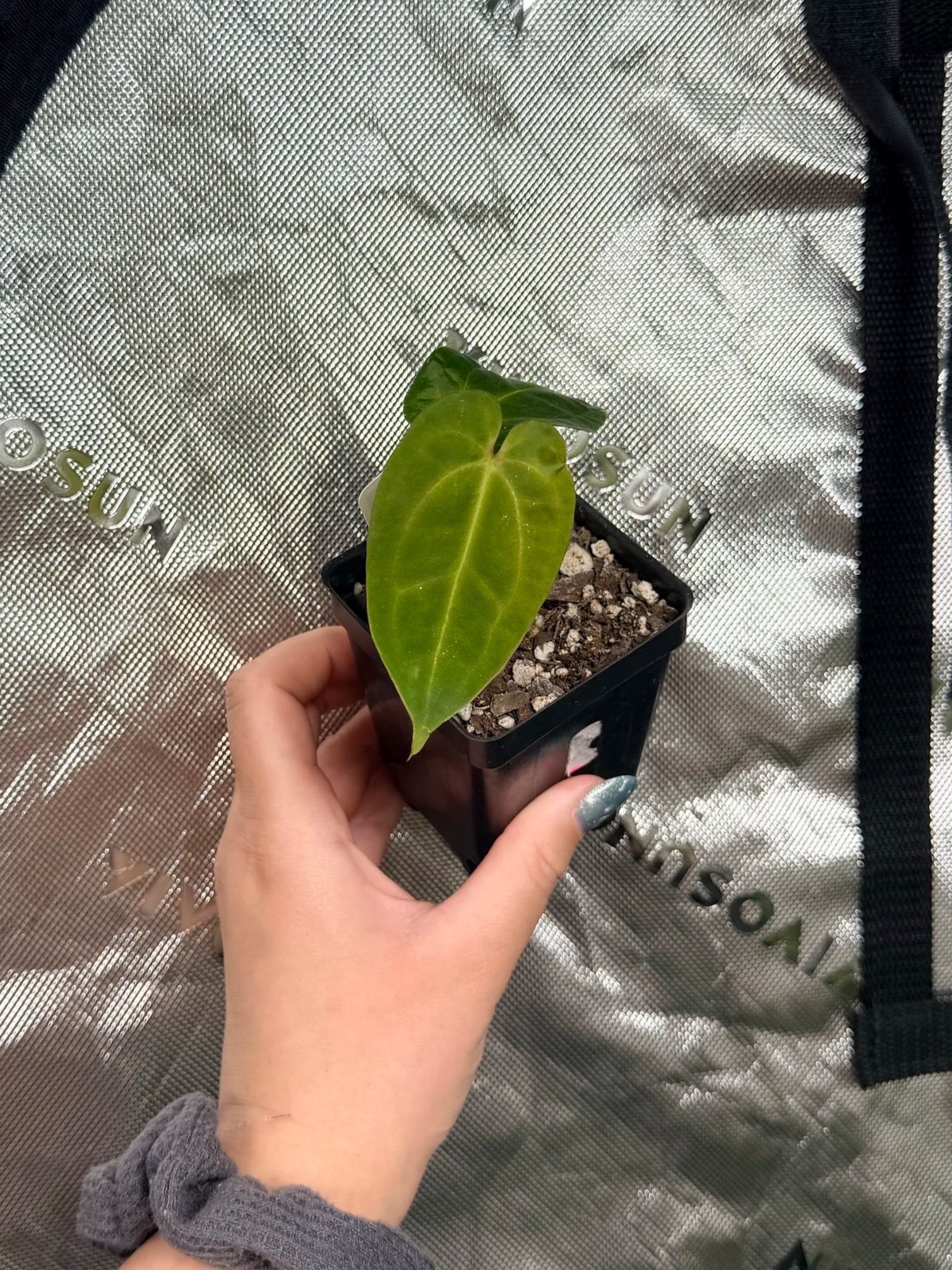 Anthurium (TALL x Stripey Magnificum) x Papillaminum 'Long'
