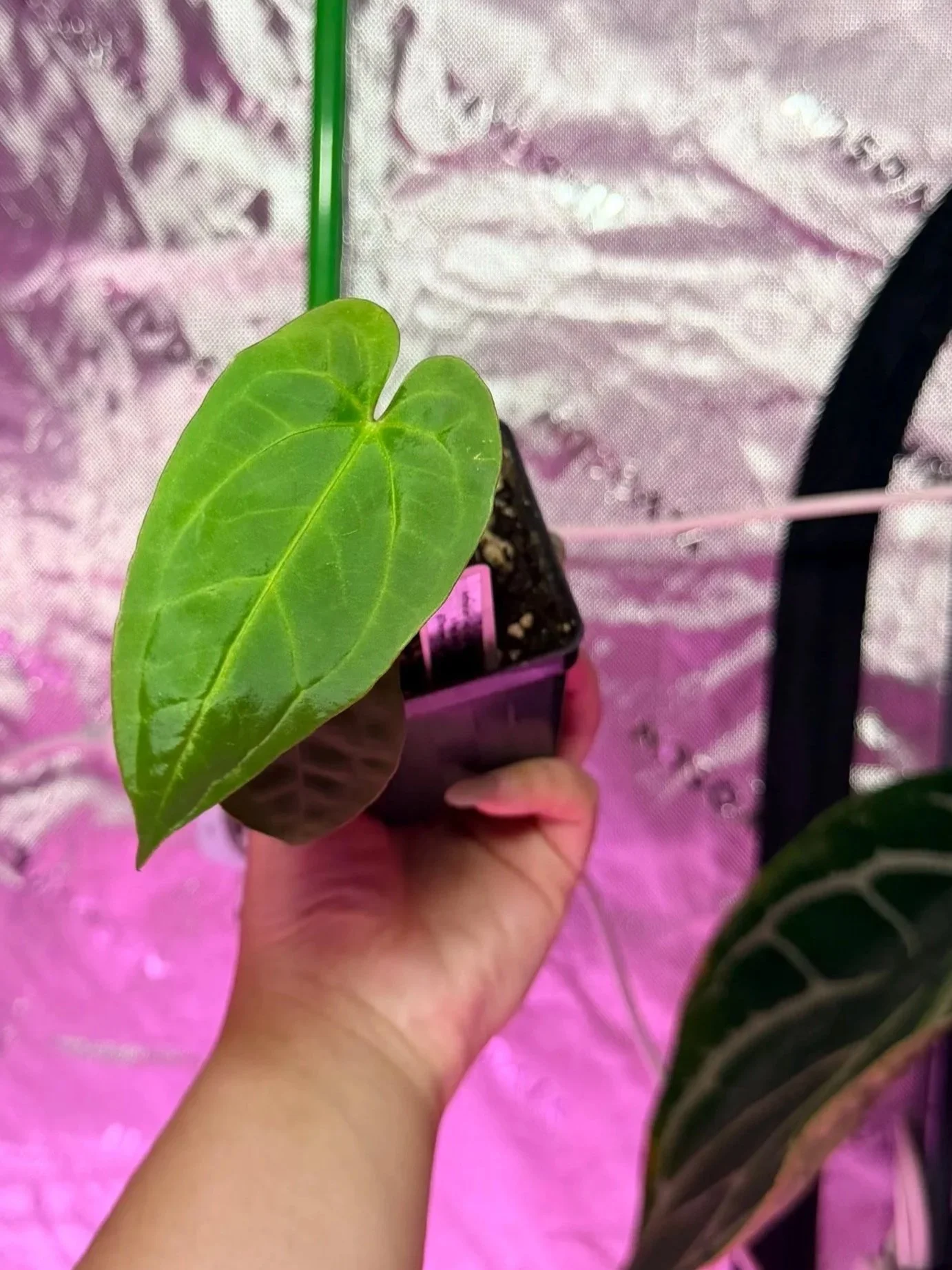 Anthurium (TALL x Stripey Magnificum) x Papillaminum 'Long'