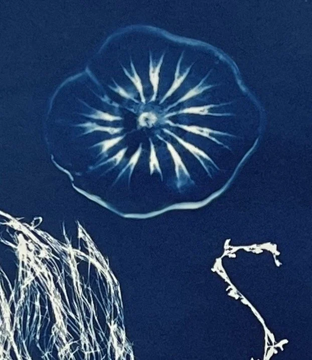 JELLYFISH WITH CRAB 03:  Detail 01