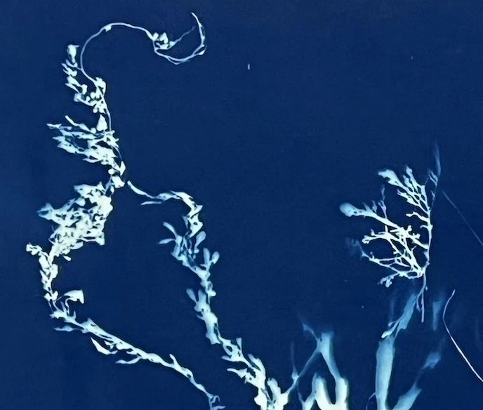 CRAB WITH SEAWEED 01:  Seaweed detail