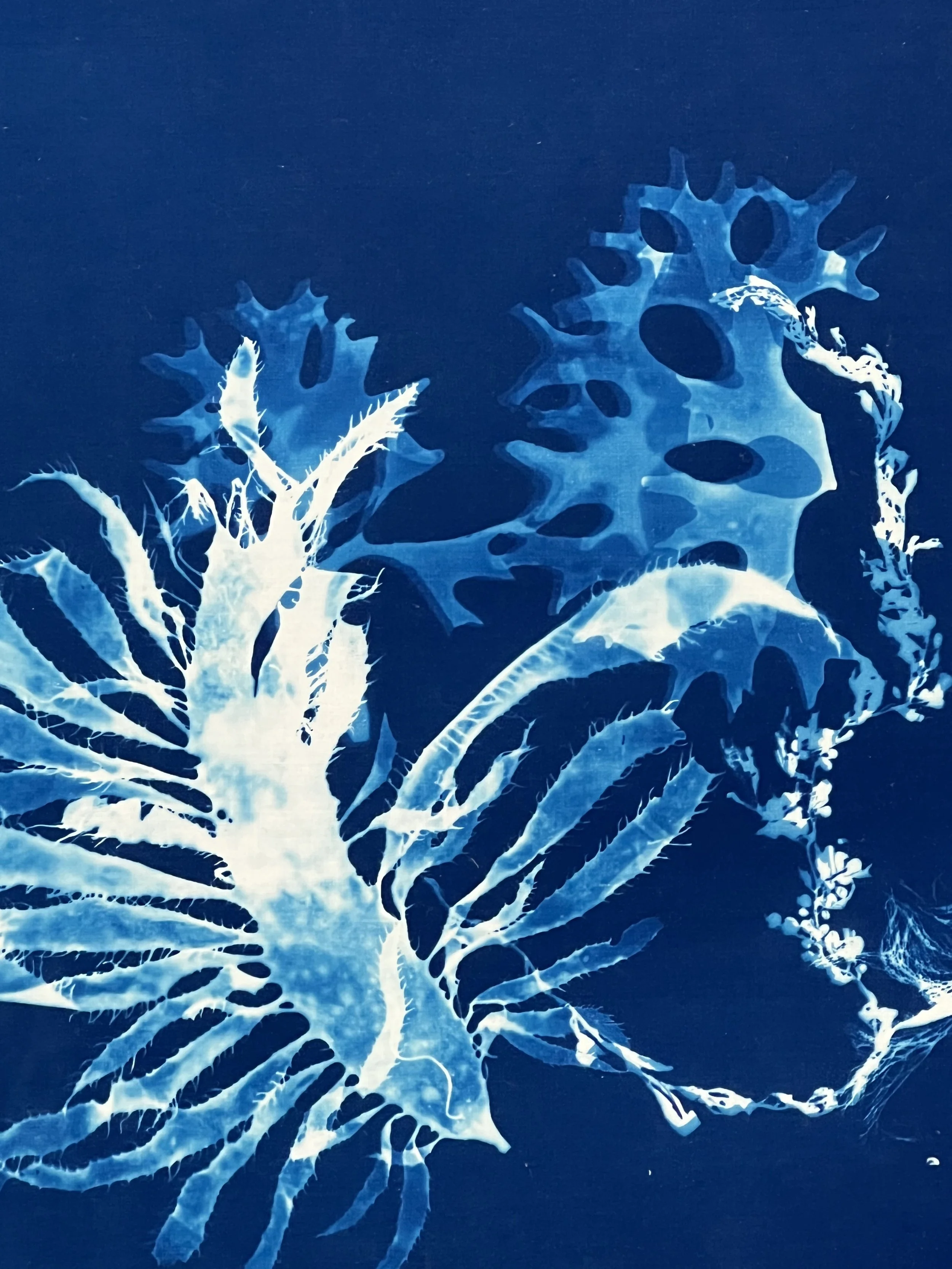 MARGATE SEAWEED 09:  detail