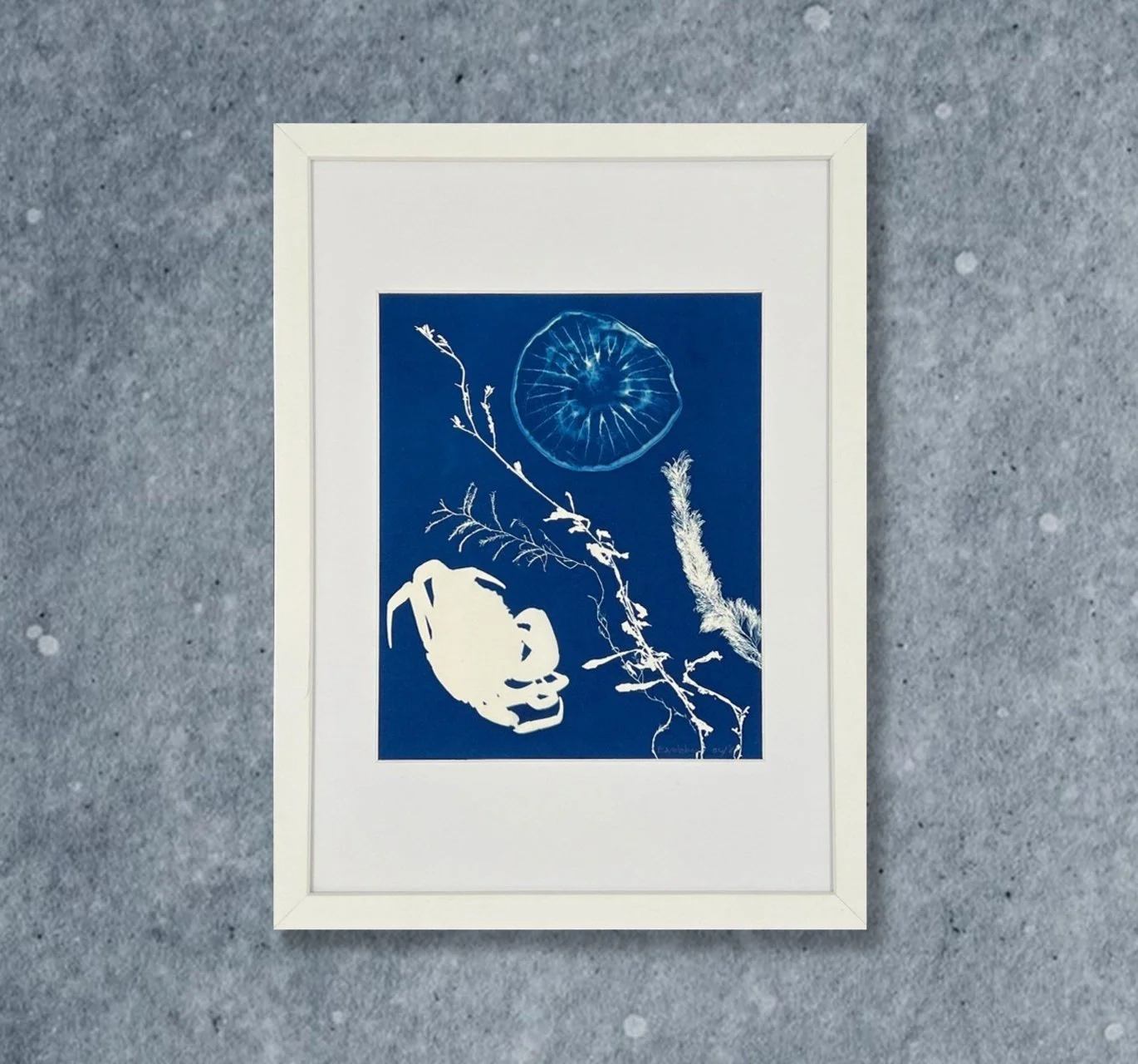 JELLYFISH WITH CRAB 05: 
Cyanotype on Canson 200gsm paper
21 x 26cm on A3 - £130