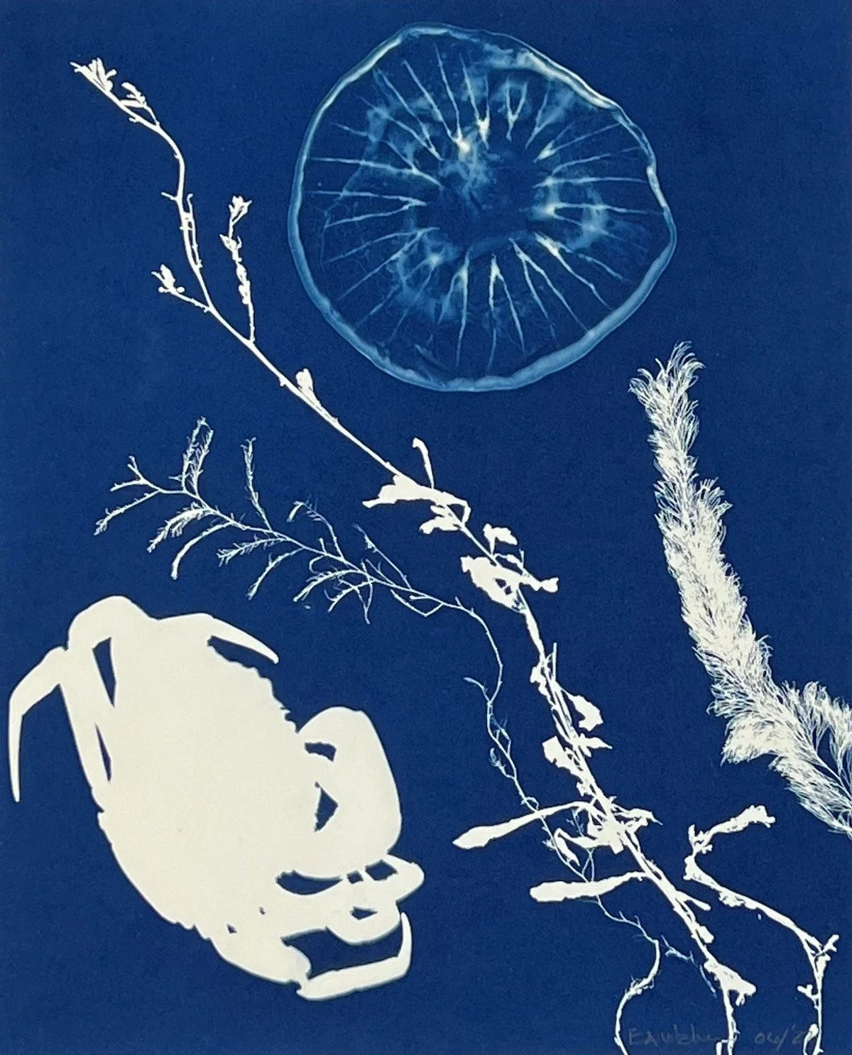 JELLYFISH WITH CRAB 05:  Full image