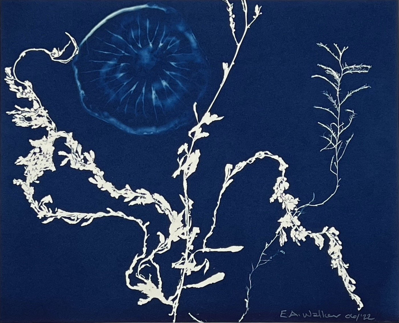 JELLYFISH AND SEAWEED 06:  full image