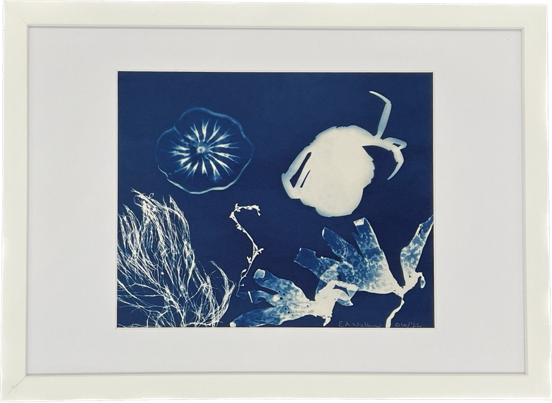 JELLYFISH WITH CRAB 03:  Framed