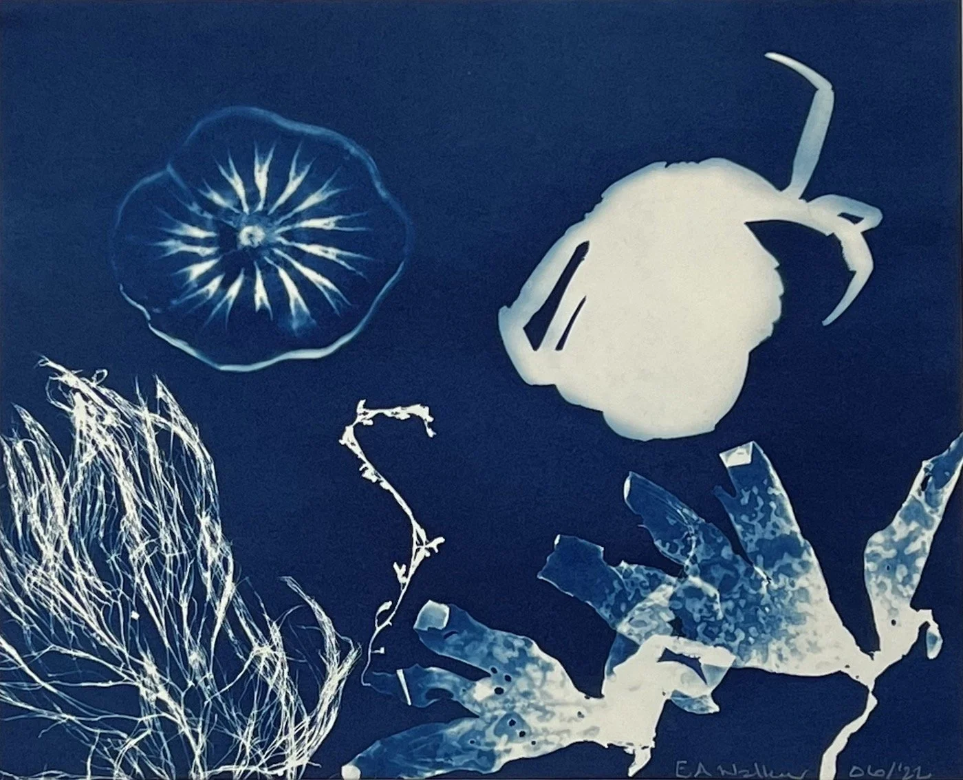 JELLYFISH WITH CRAB 03:  Full image