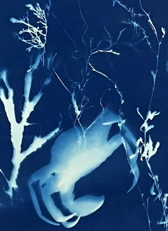 CRAB WITH SEAWEED 01:  Crab detail