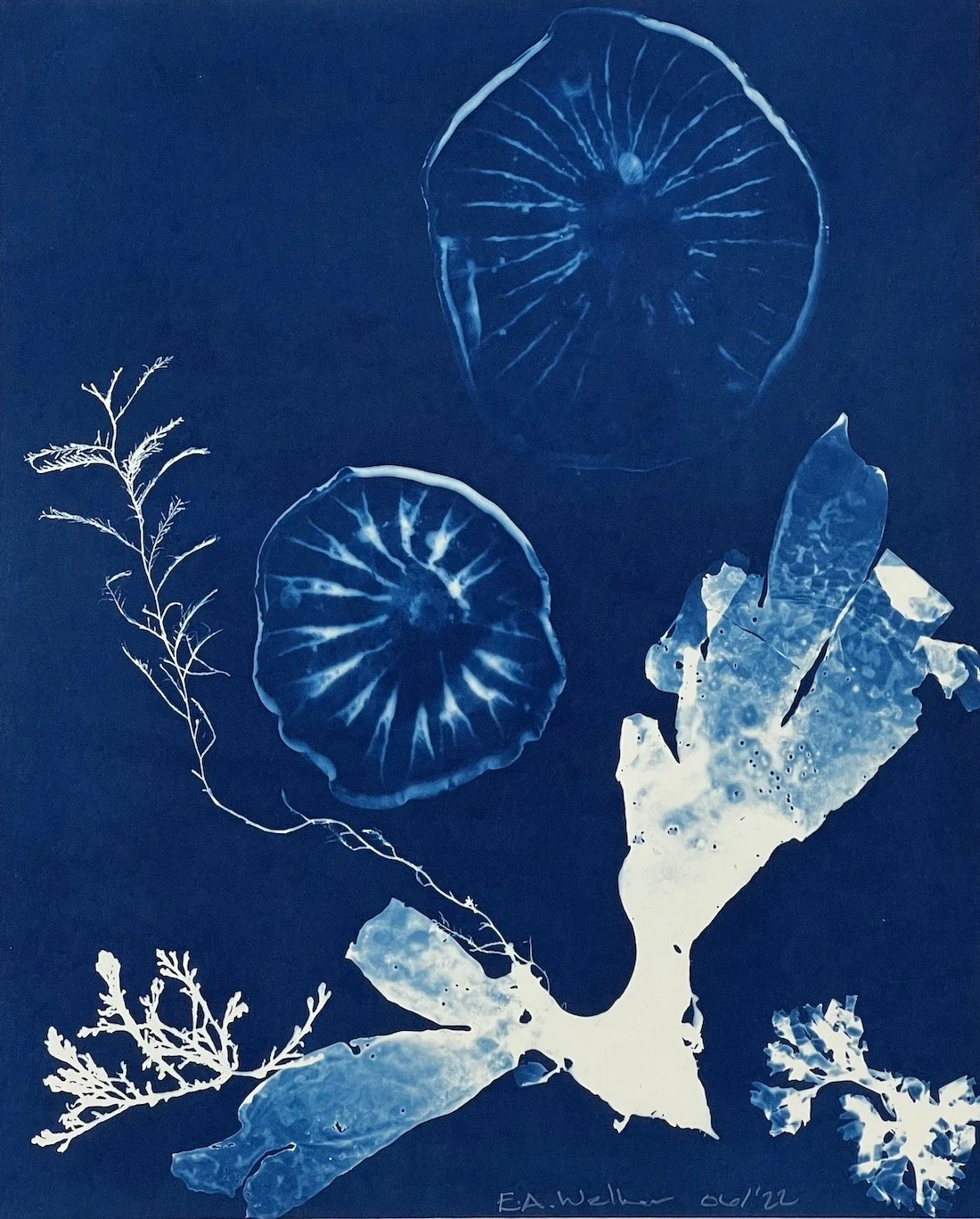 JELLYFISH AND SEAWEED 05: Full image
