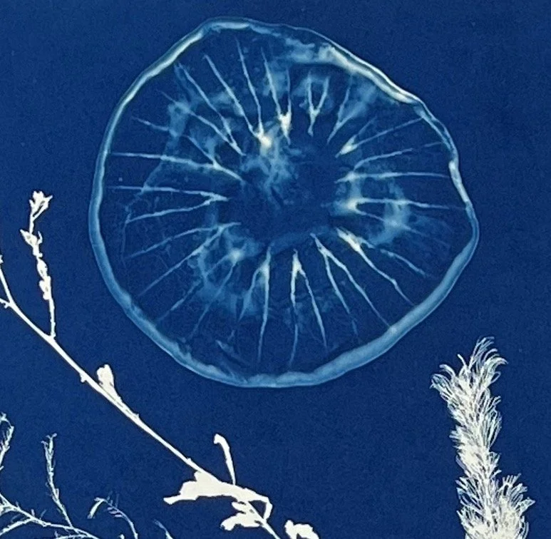 JELLYFISH WITH CRAB 05:  Jellyfish detail