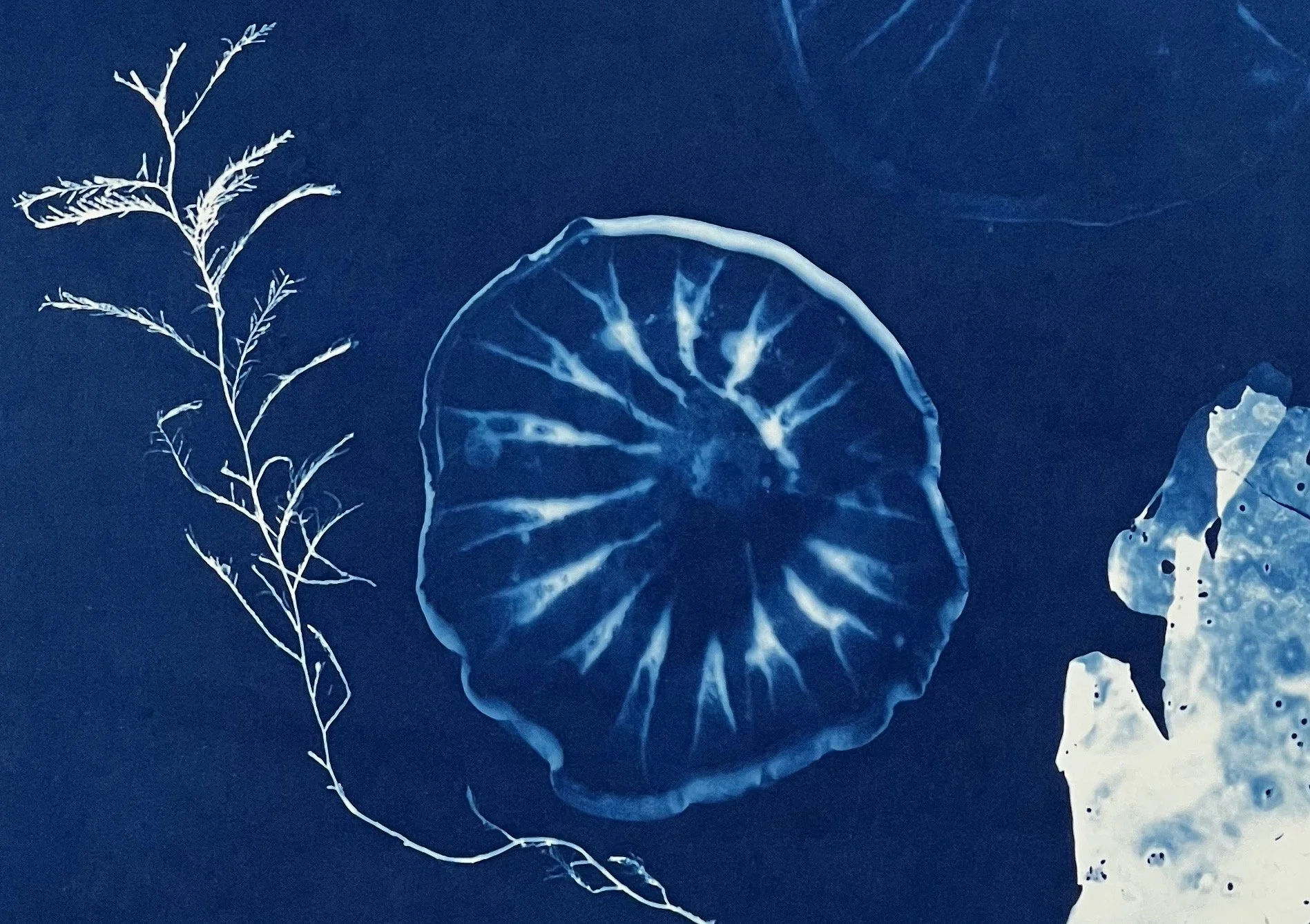 JELLYFISH AND SEAWEED 05: Detail