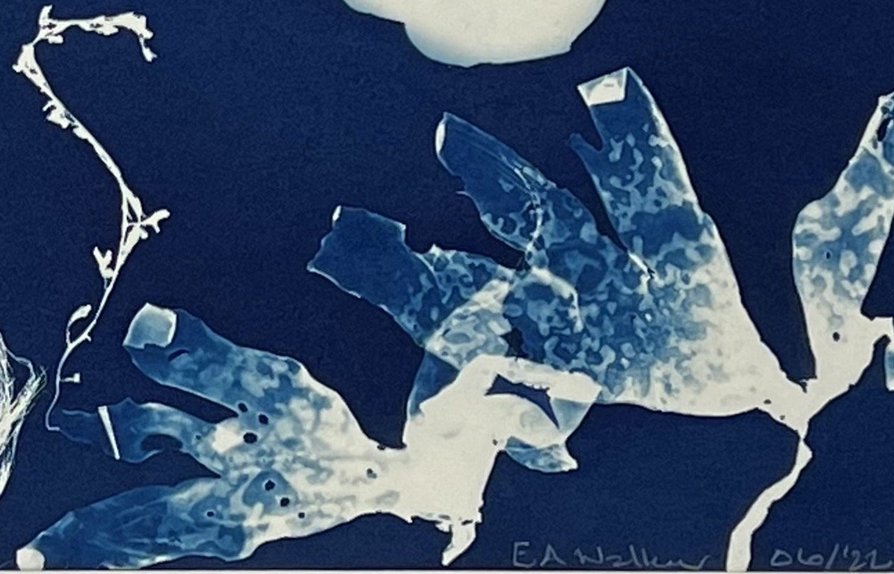 JELLYFISH WITH CRAB 03:  Detail 02