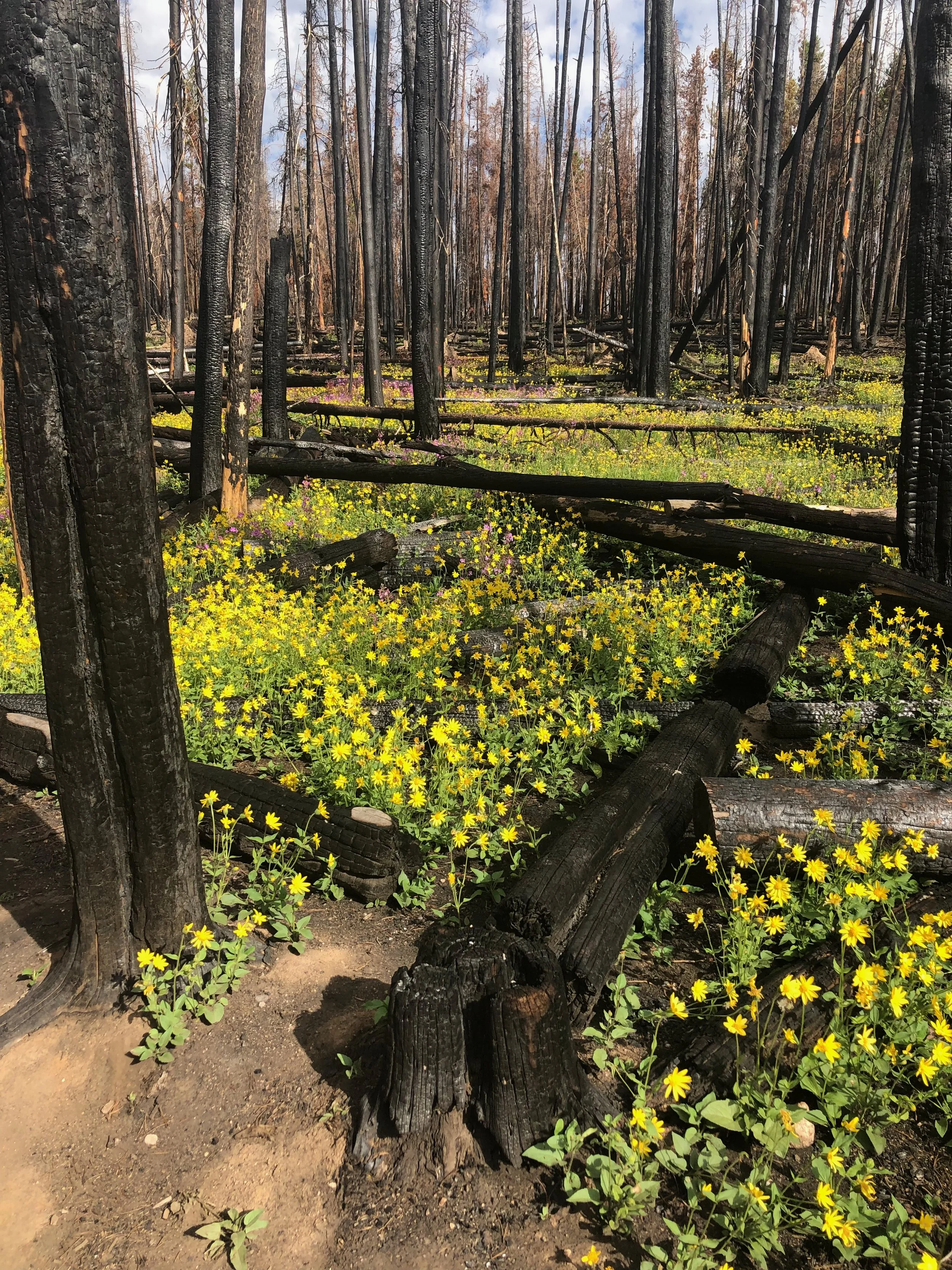 Life emerges from a fire zone on Buffalo Mountain in Silverthorne, Colorado