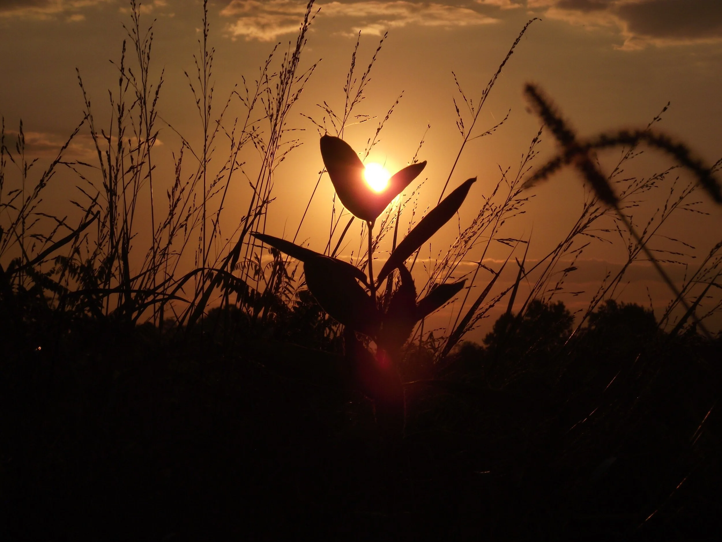 Silhouette of tall grass and plants in the foreground with the setting sun in the background, casting a warm orange glow in the sky.