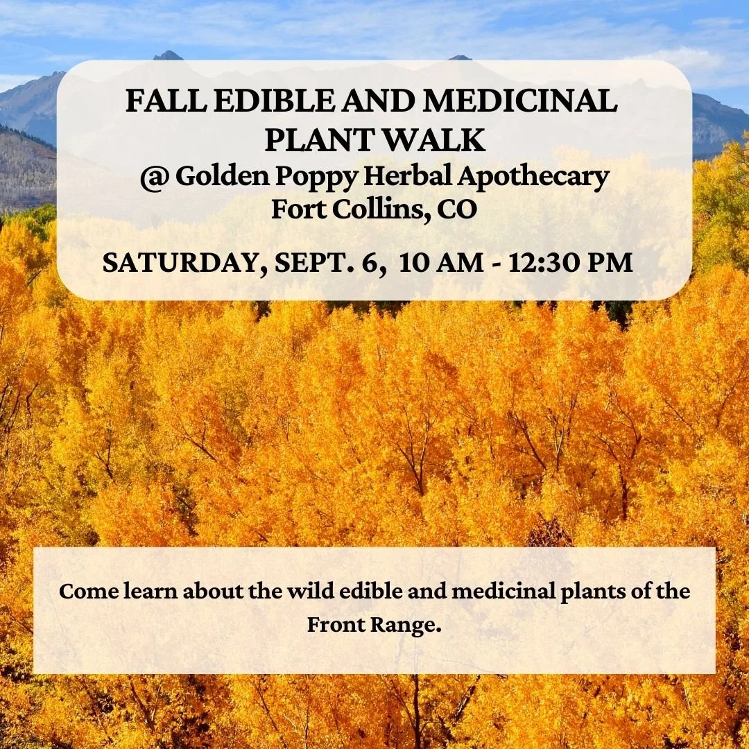 Fall Edible and Medicinal Plant Walk