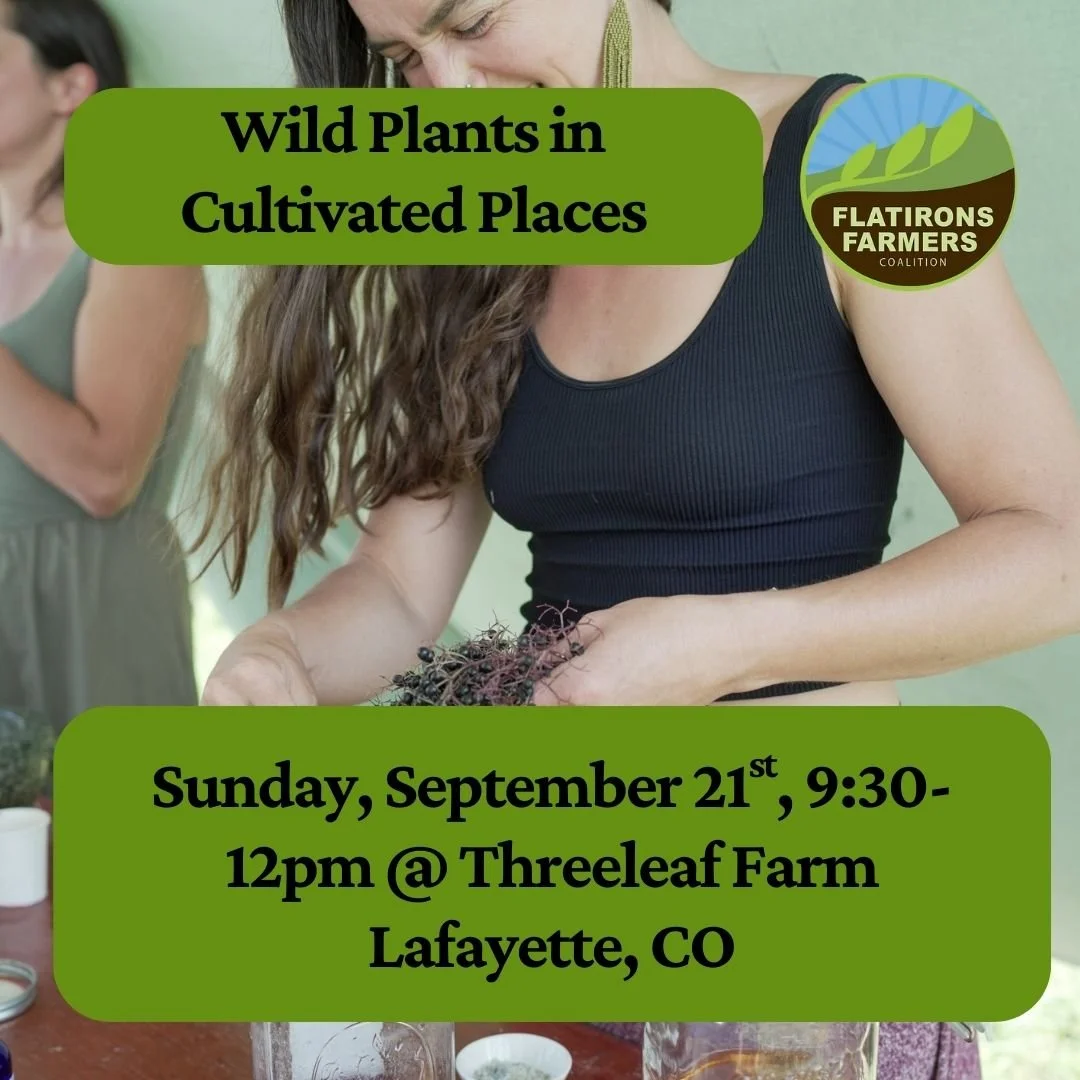 Wild Plants in Cultivated Places