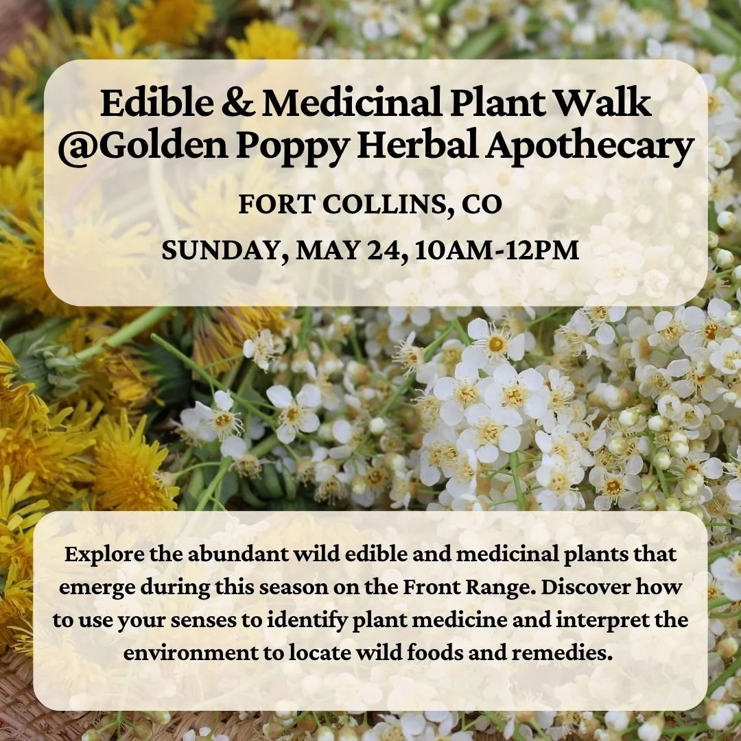 Spring Edible and Medicinal Plant Walk