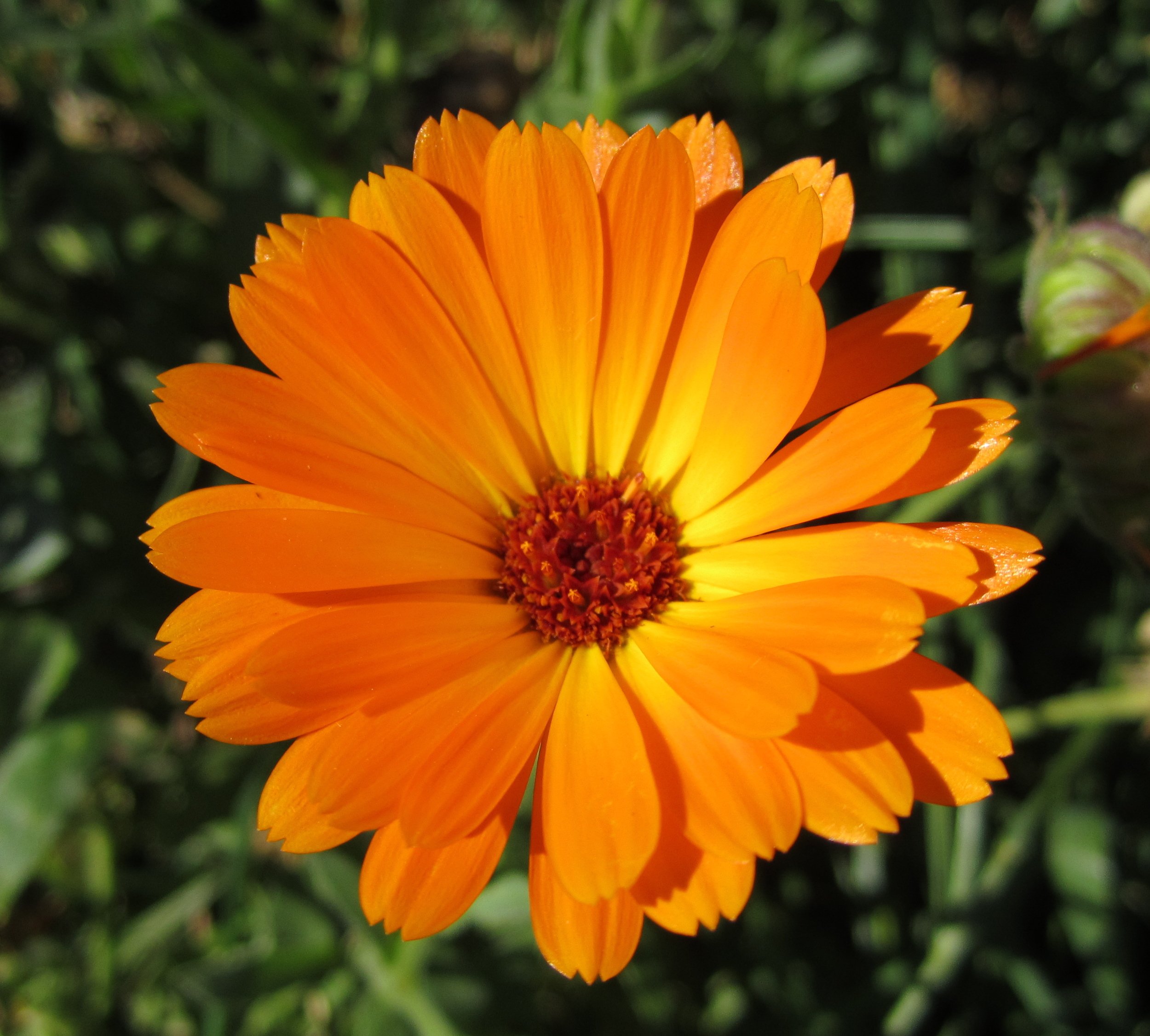 Calendula officinalis -Calendula Flower