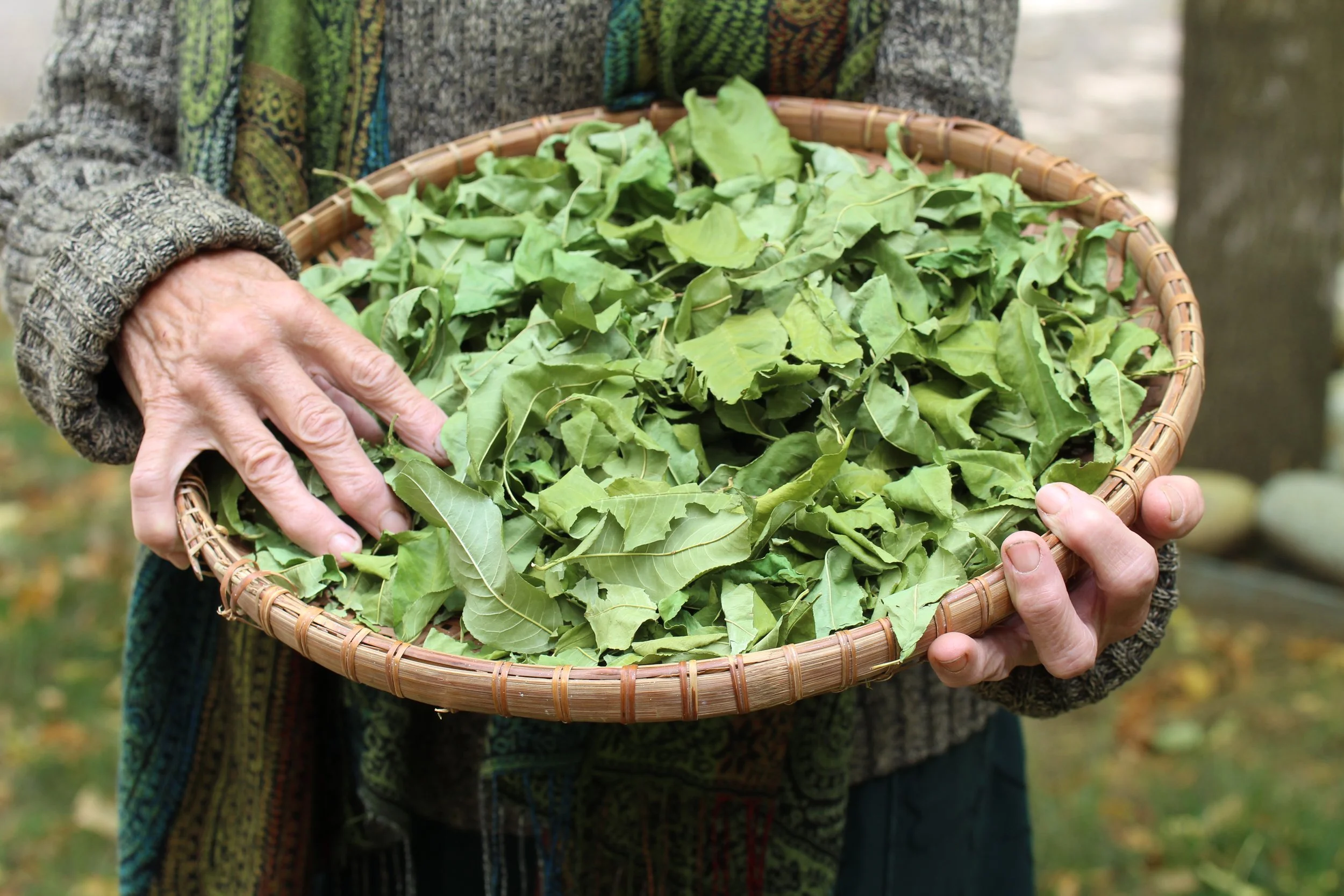 Elder with peach leaf herbs in basket