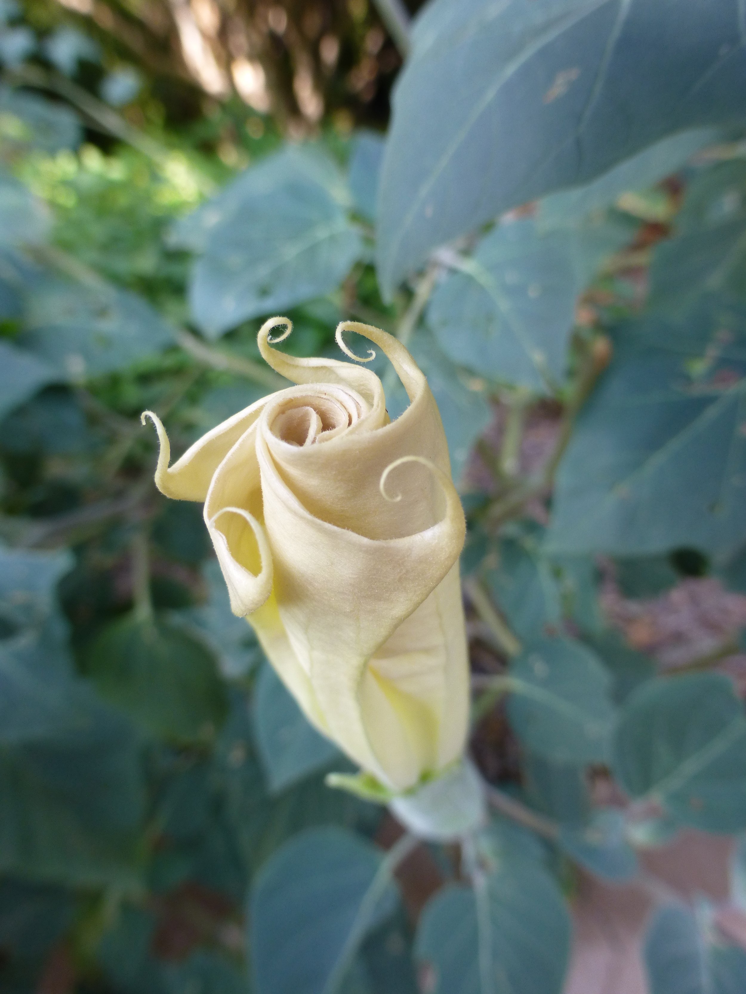 Close-up of a yellow flower bud, likely a Datura or trumpet flower, with green leaves in the background.