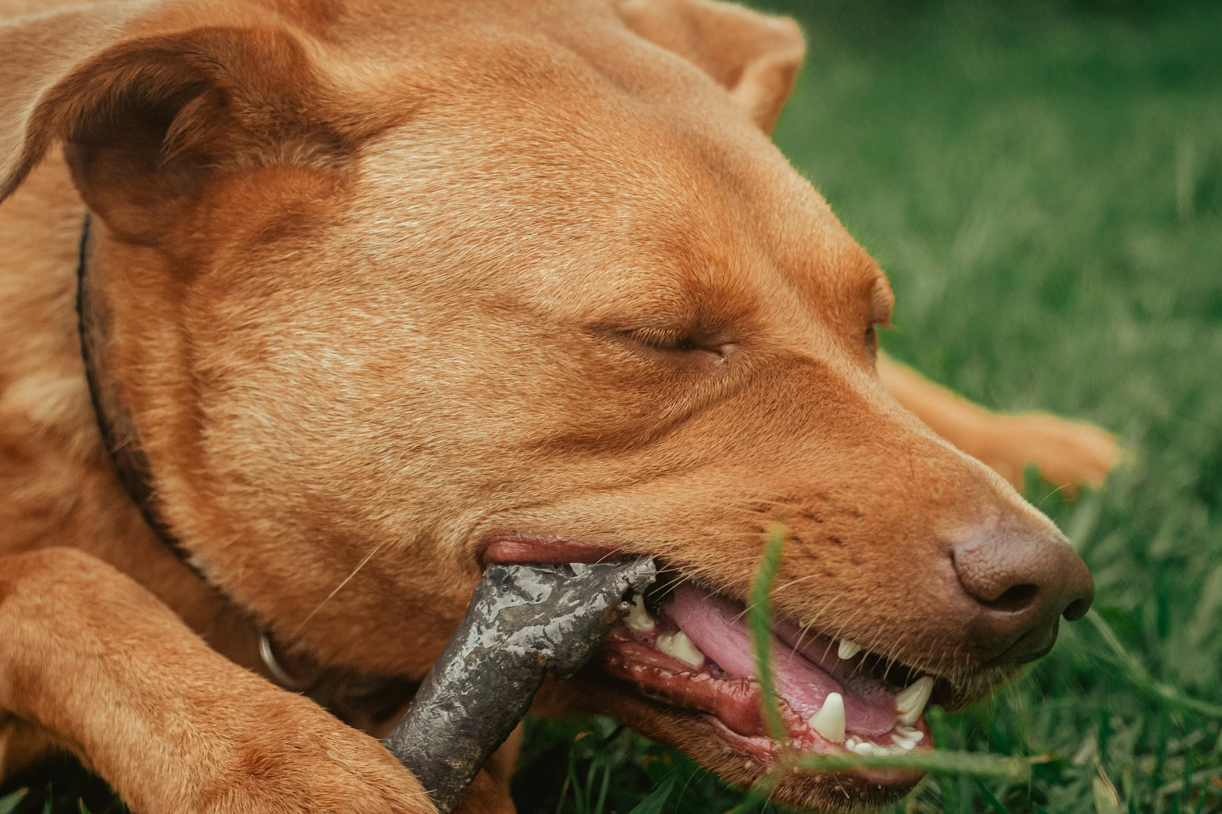 The importance of chewing for adult dogs