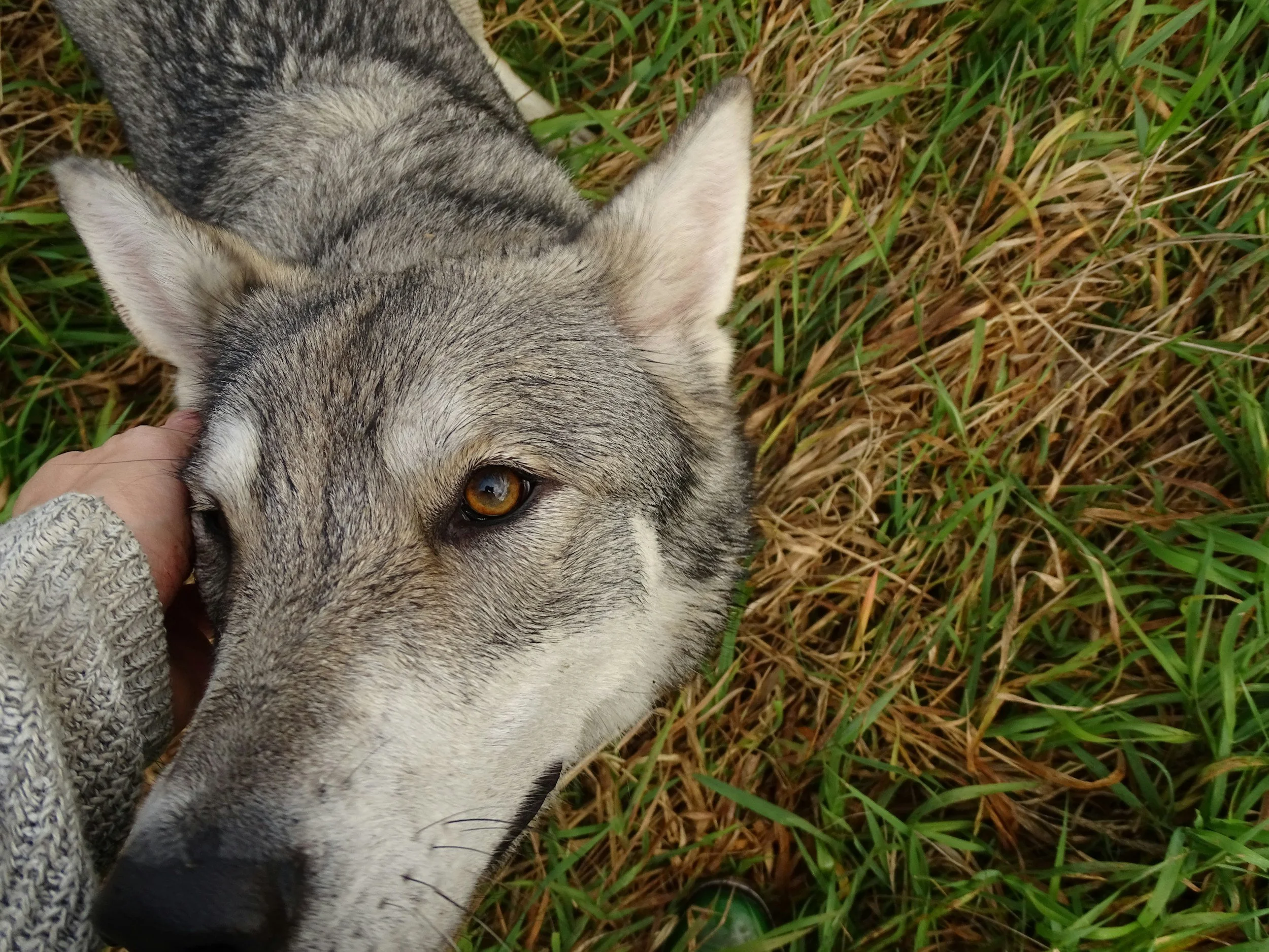 The Importance of helping dogs feel safe
