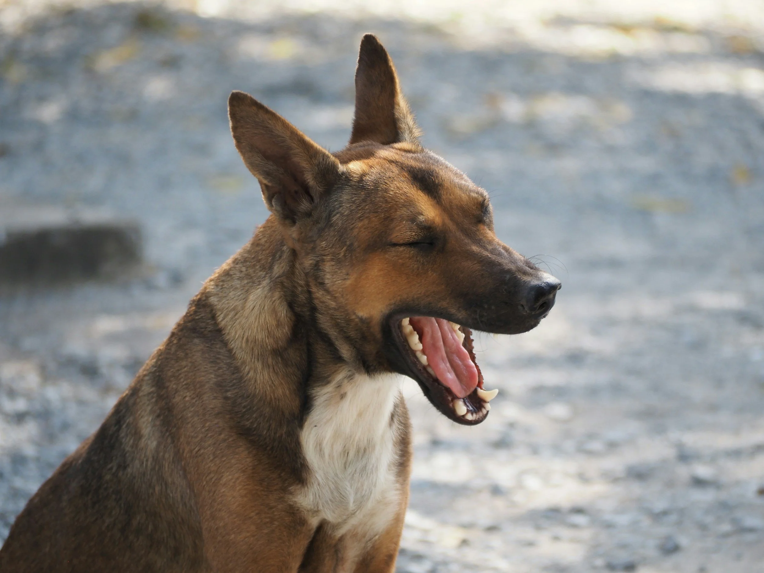 Stress signals in dogs