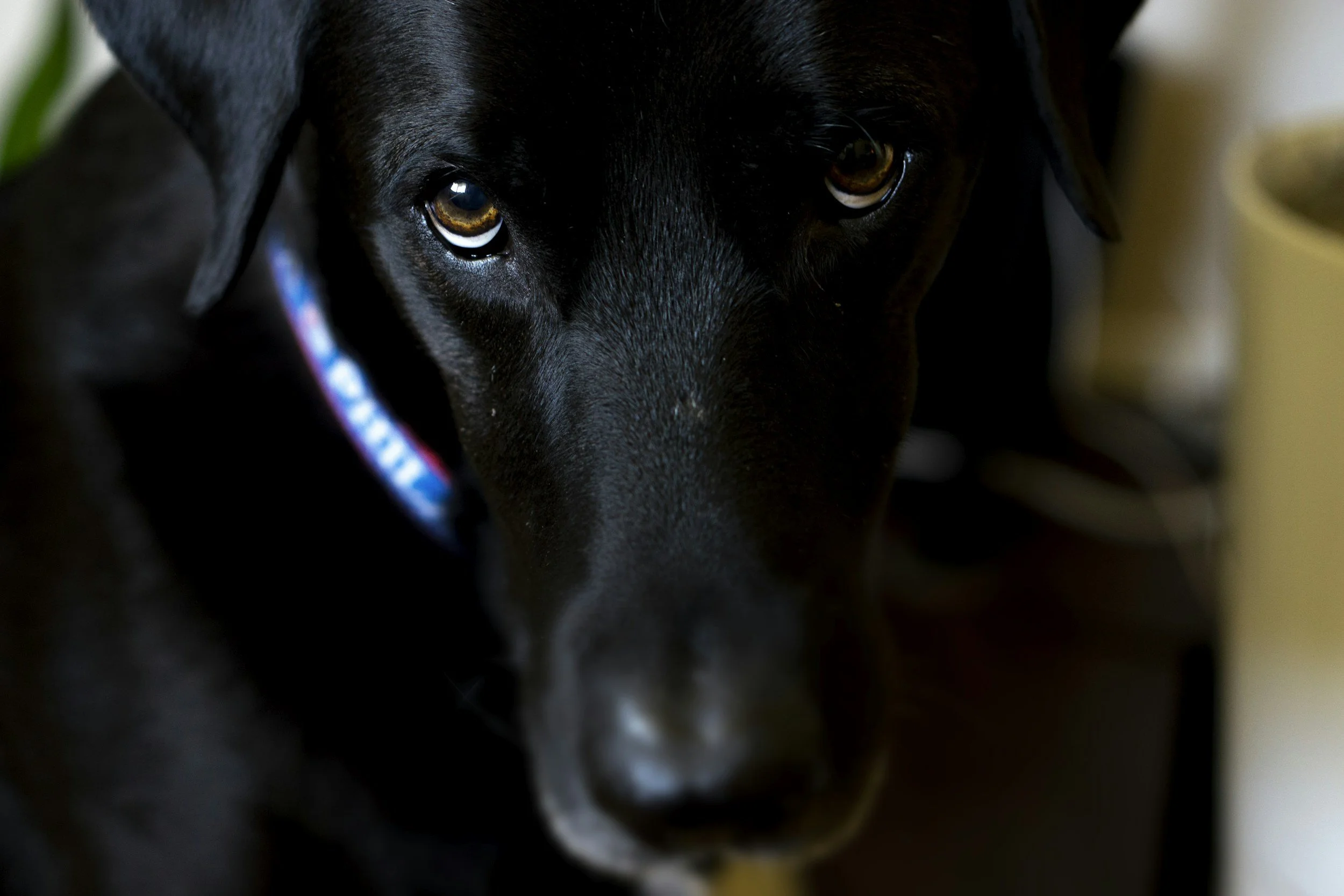 The ‘Guilty look’ in dogs: what it really means