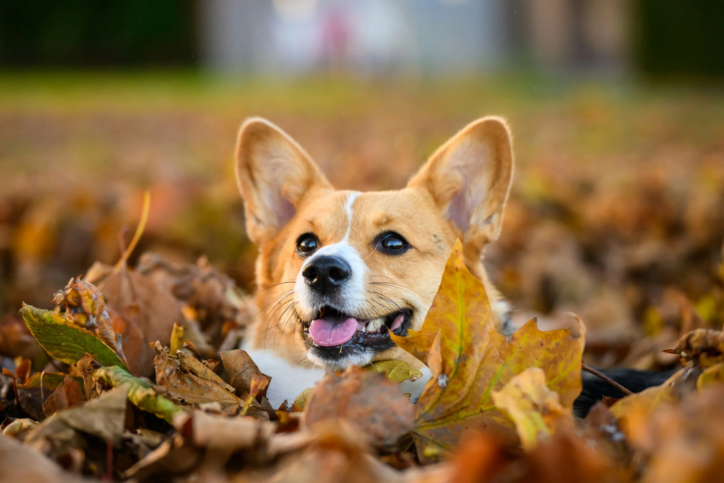 why dogs sniff more in autumn