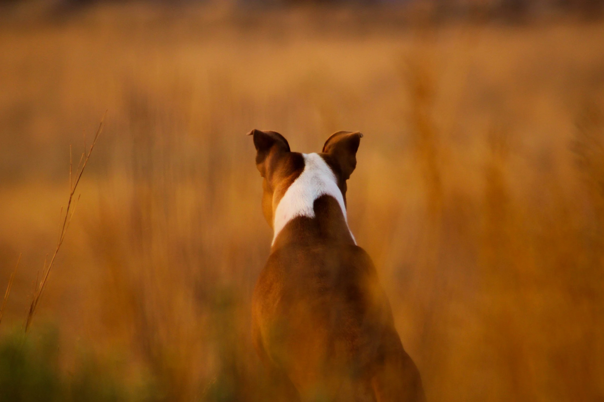 raised hackles in dogs: what does it really mean?