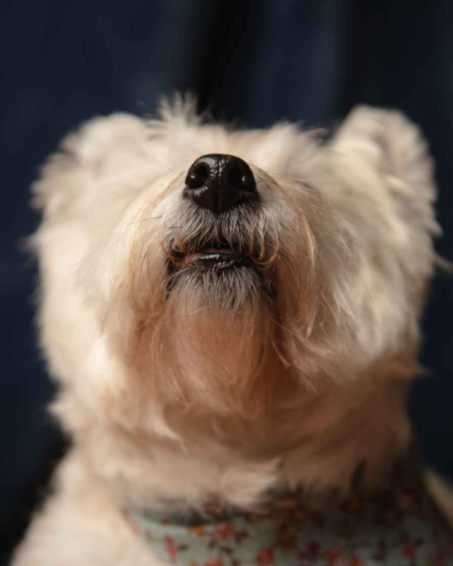 WET NOSE PAWJECT