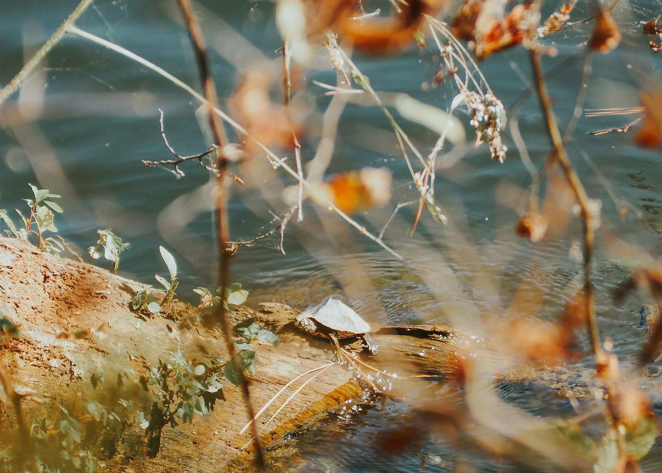 A small turtle sitting on a log by the water, surrounded by overhanging branches and leaves.
