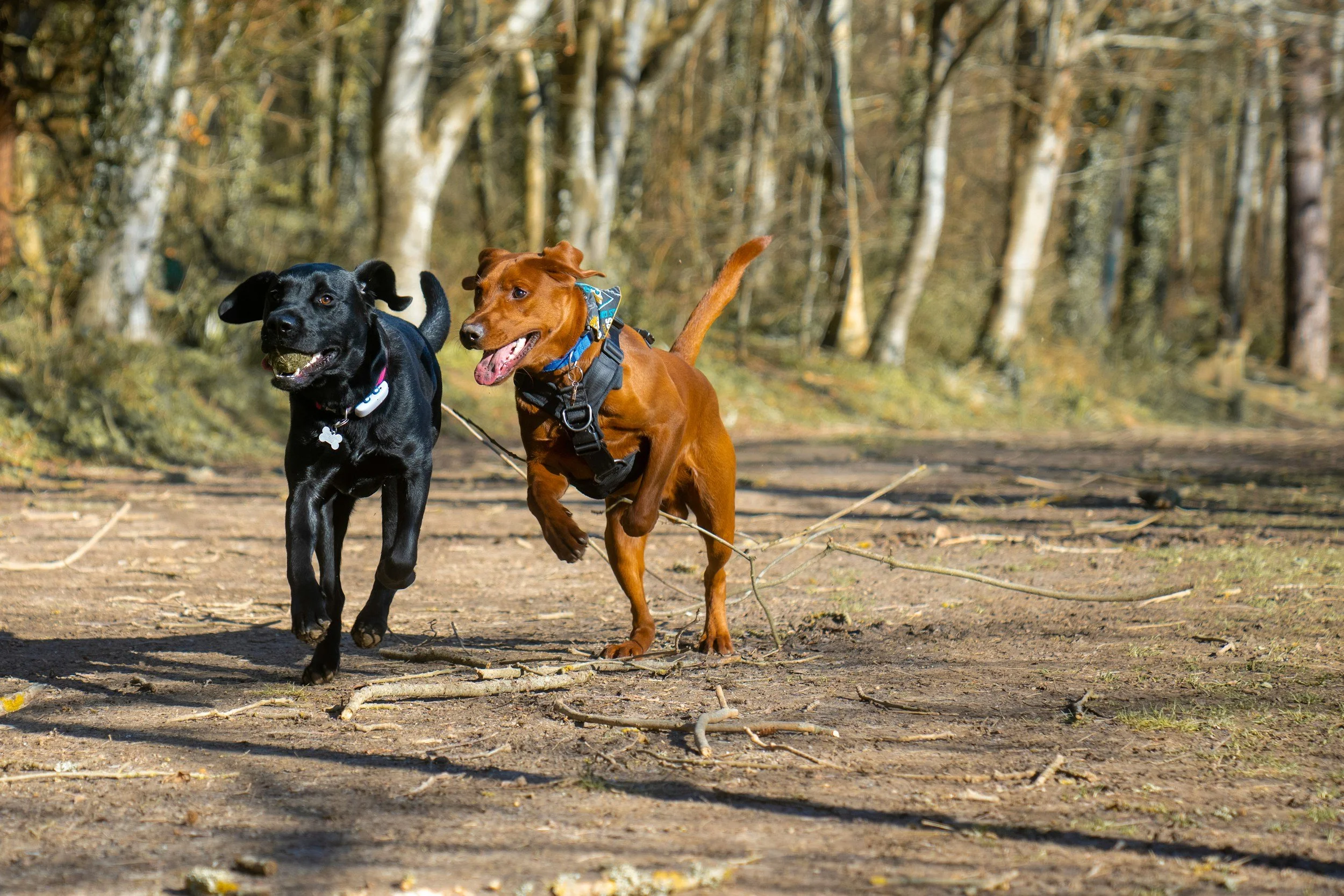 Two dogs running on a dirt trail in a wooded park during daytime.