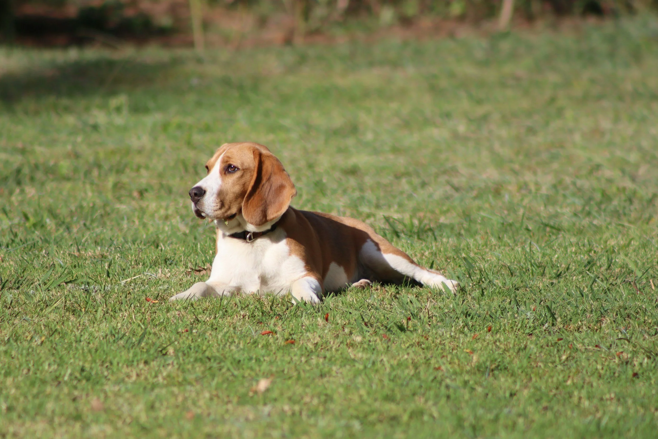 A beagle puppy lying on green grass in a park or backyard, looking to the side.