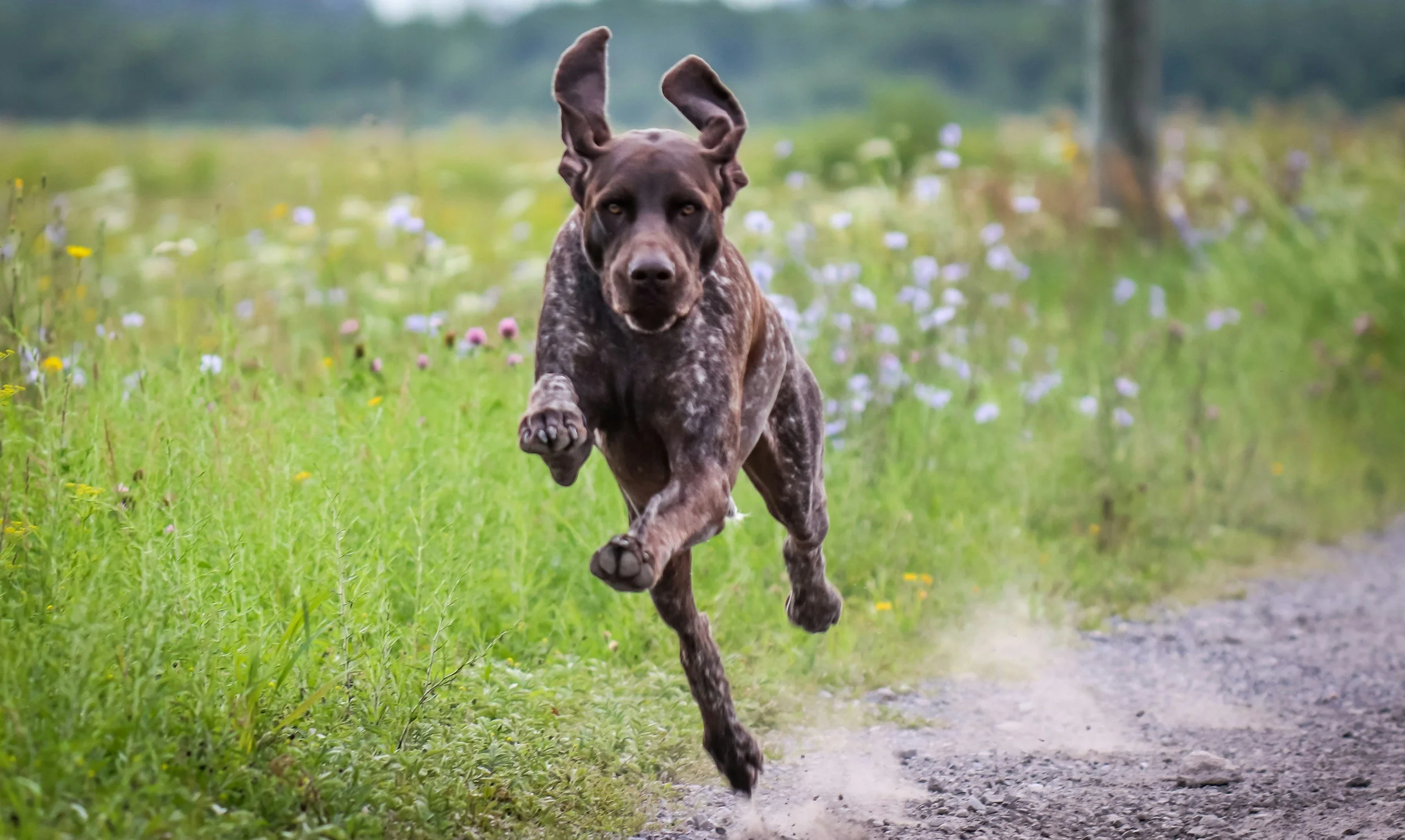A brown and black speckled dog running on a dirt trail in a grassy field with wildflowers.